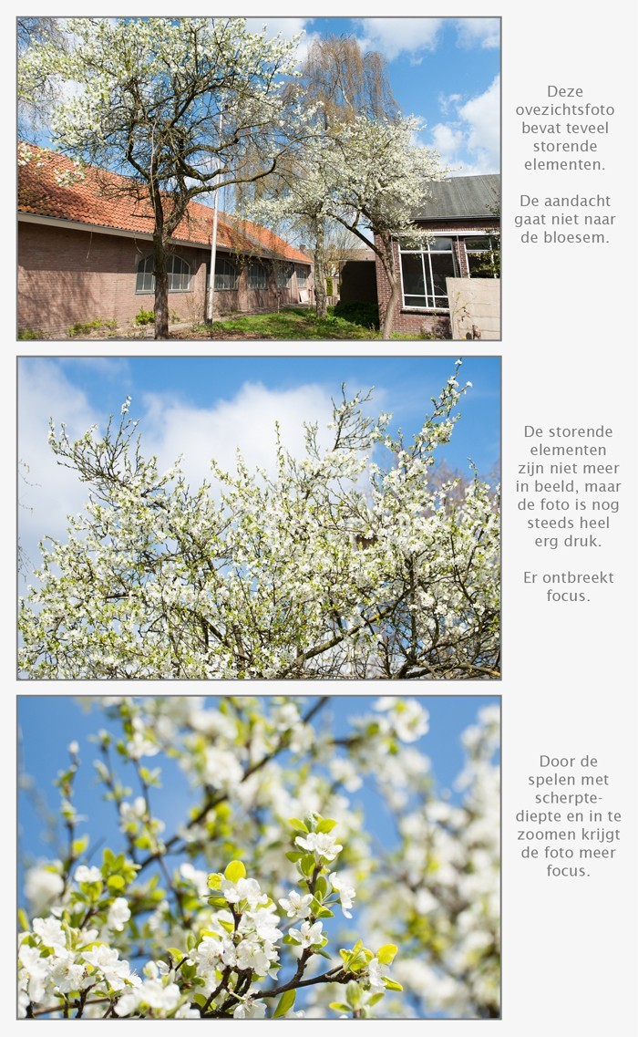 Fotograaf de bloesem van dichtbij Fotograaf de bloesem van dichtbij