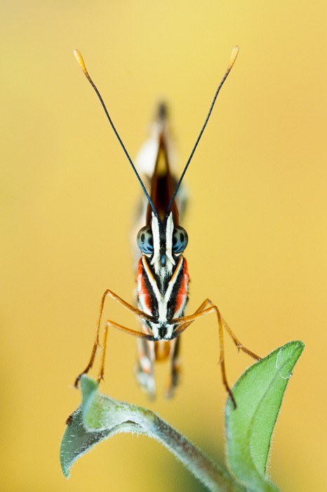 Vlinderfoto