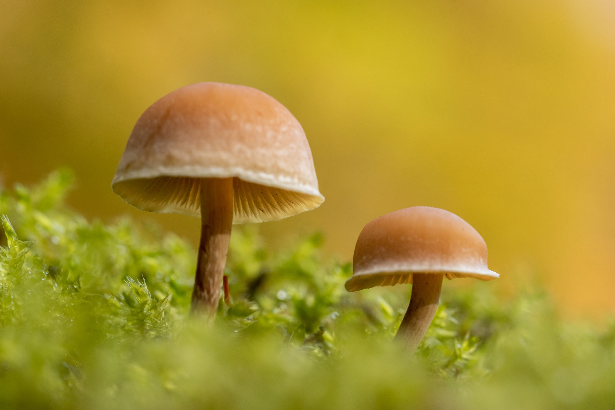 Fotografie challenge Oktober: paddestoelen