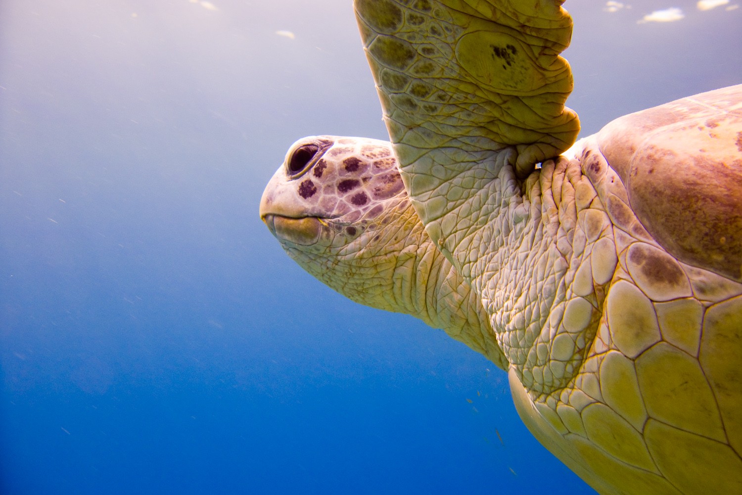 14 tips voor onderwaterfotografie