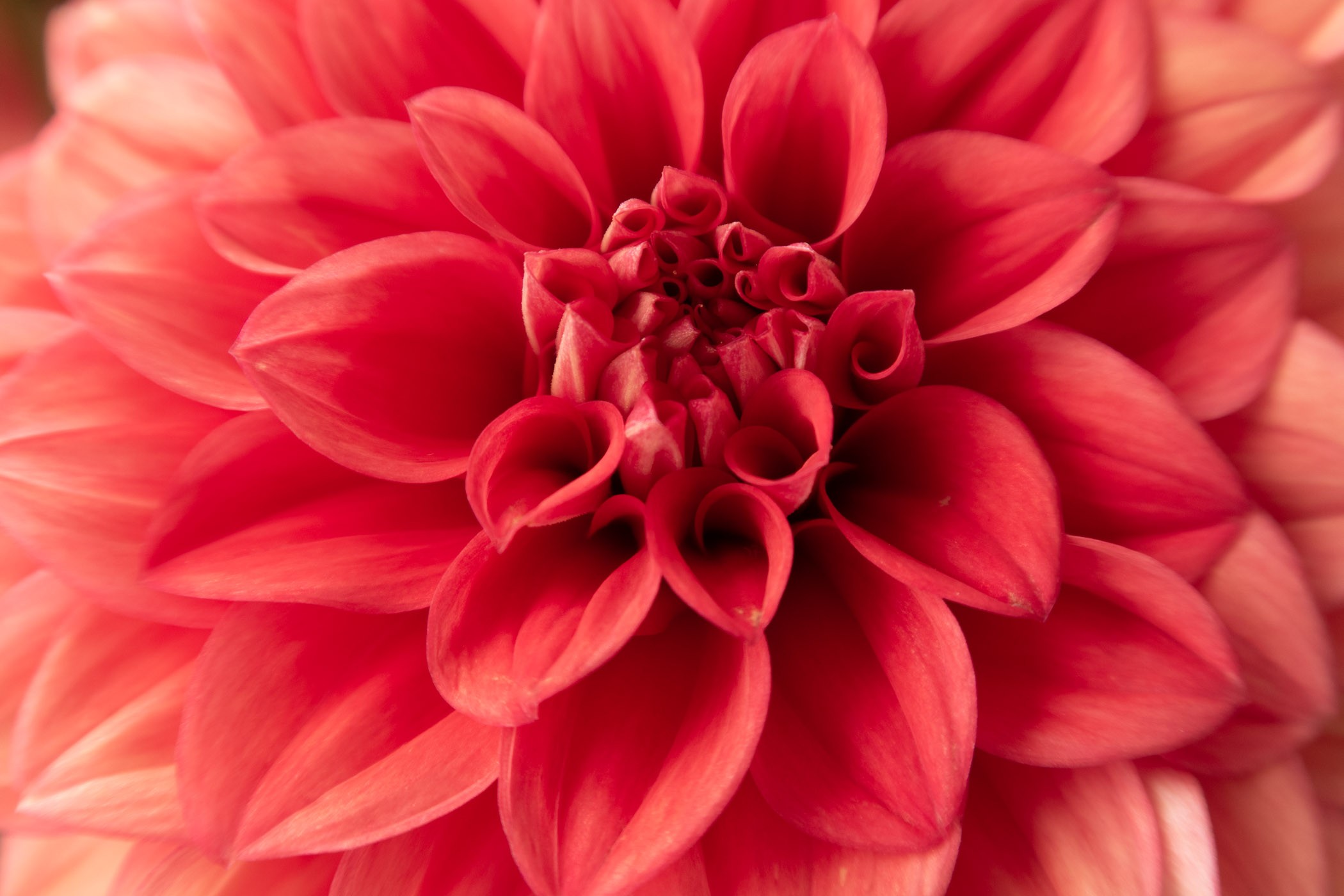 Fotografiechallenge november: Rood