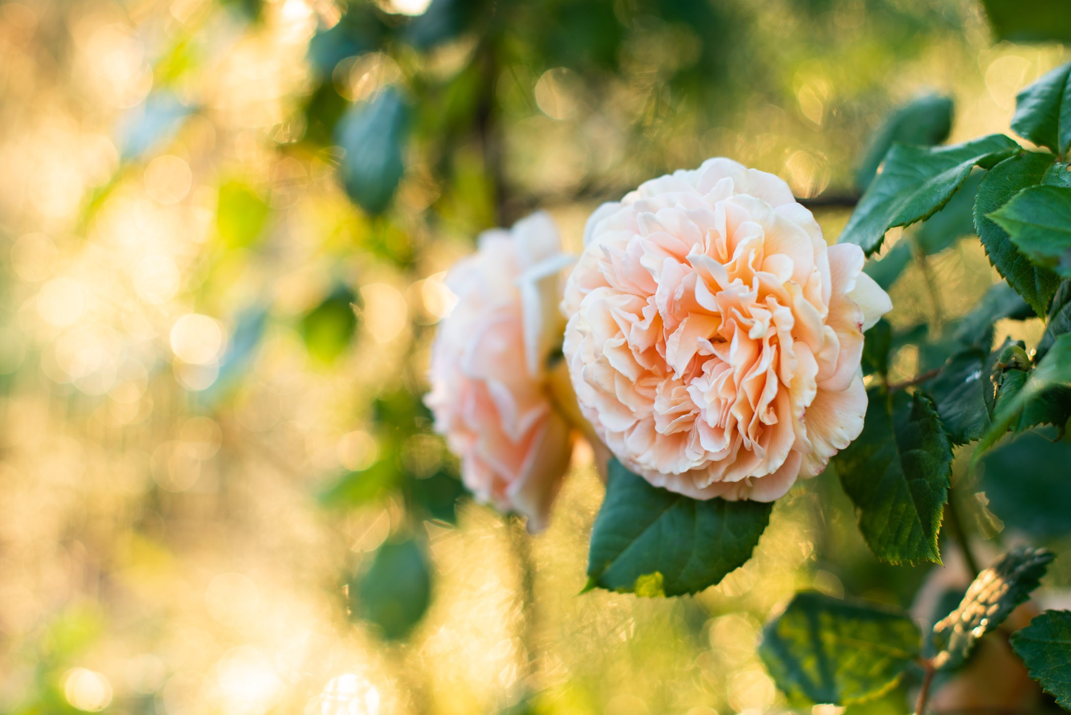 Bloemen fotograferen: 12 tips