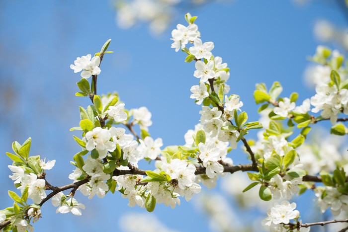 Fotografie challenge April: Lente