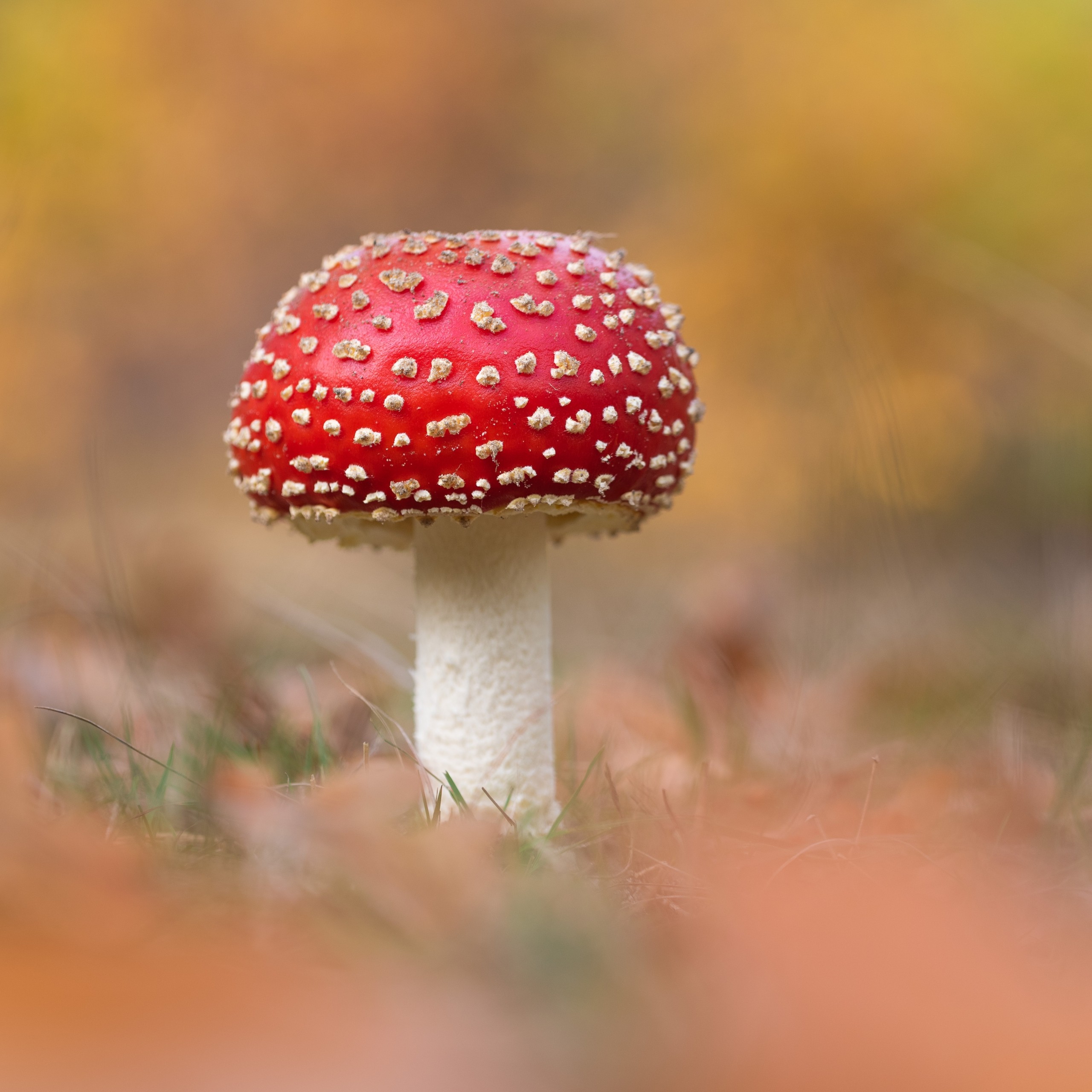 Paddestoelen fotograferen: 15 tips