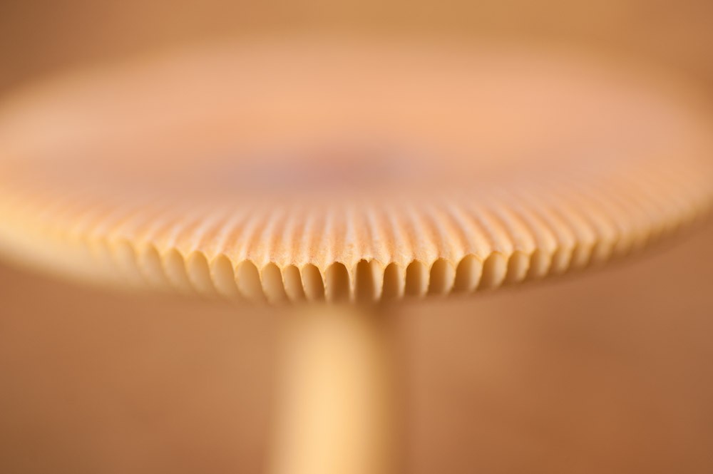Fotografie challenge: Paddestoelen