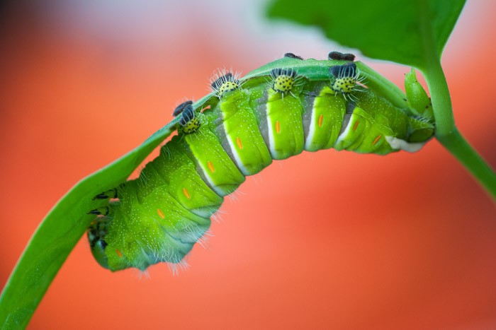 Fotografie challenge Maart: Klein & dichtbij