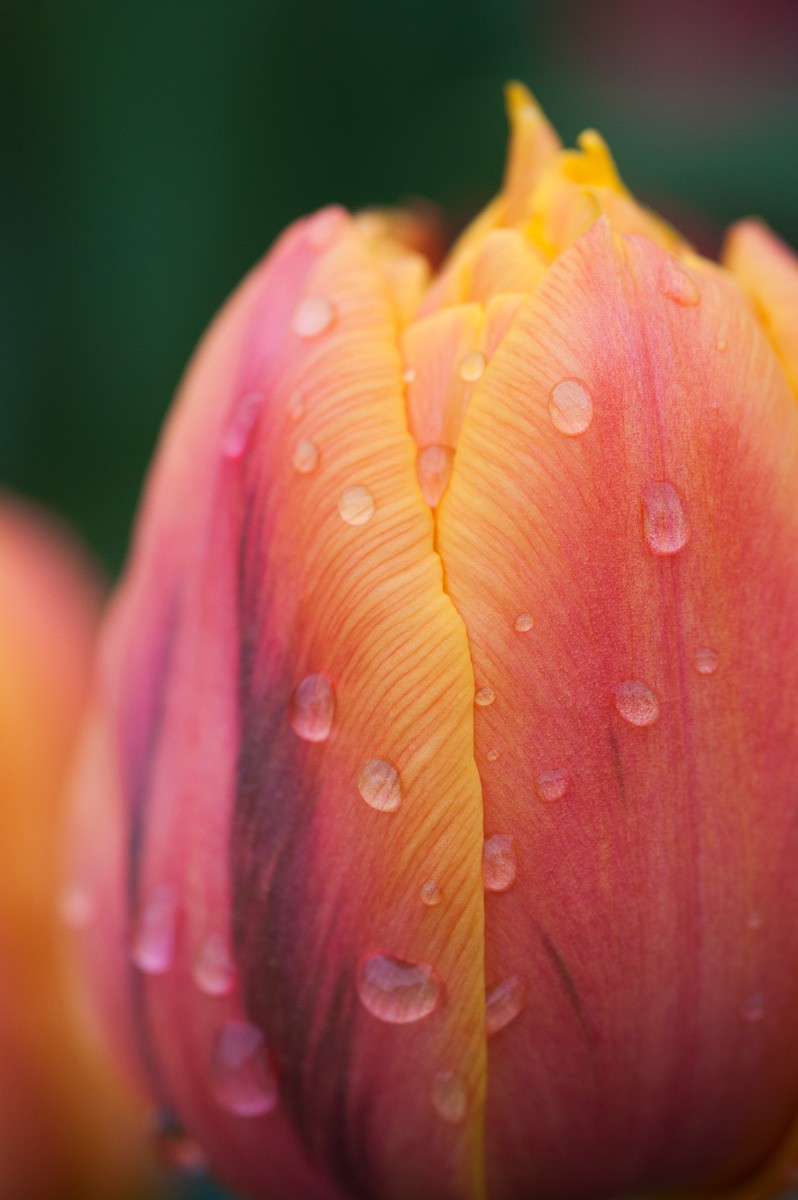 Fotografie Challenge Februari: Regen