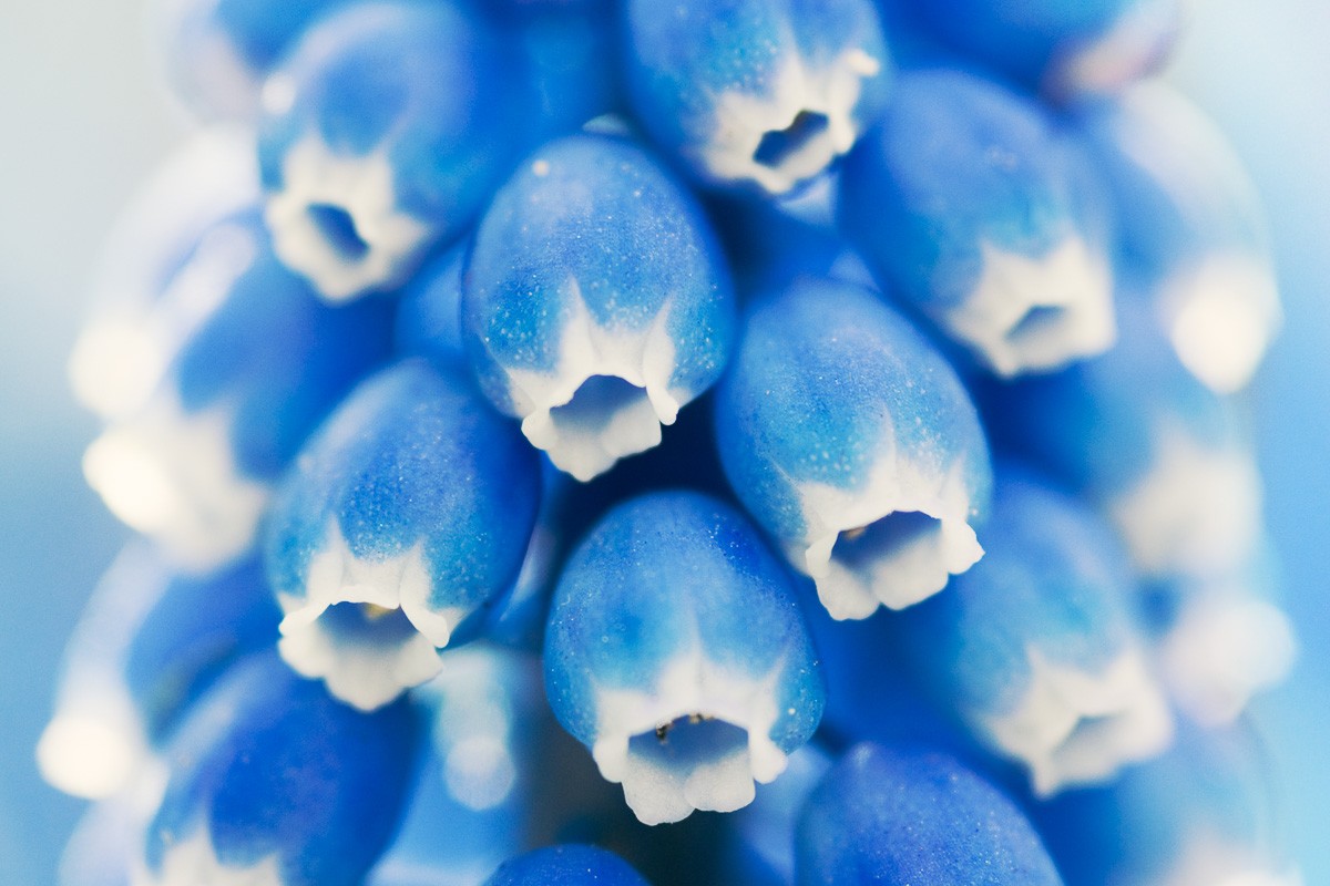 Fotografie challenge Juni: Blauw