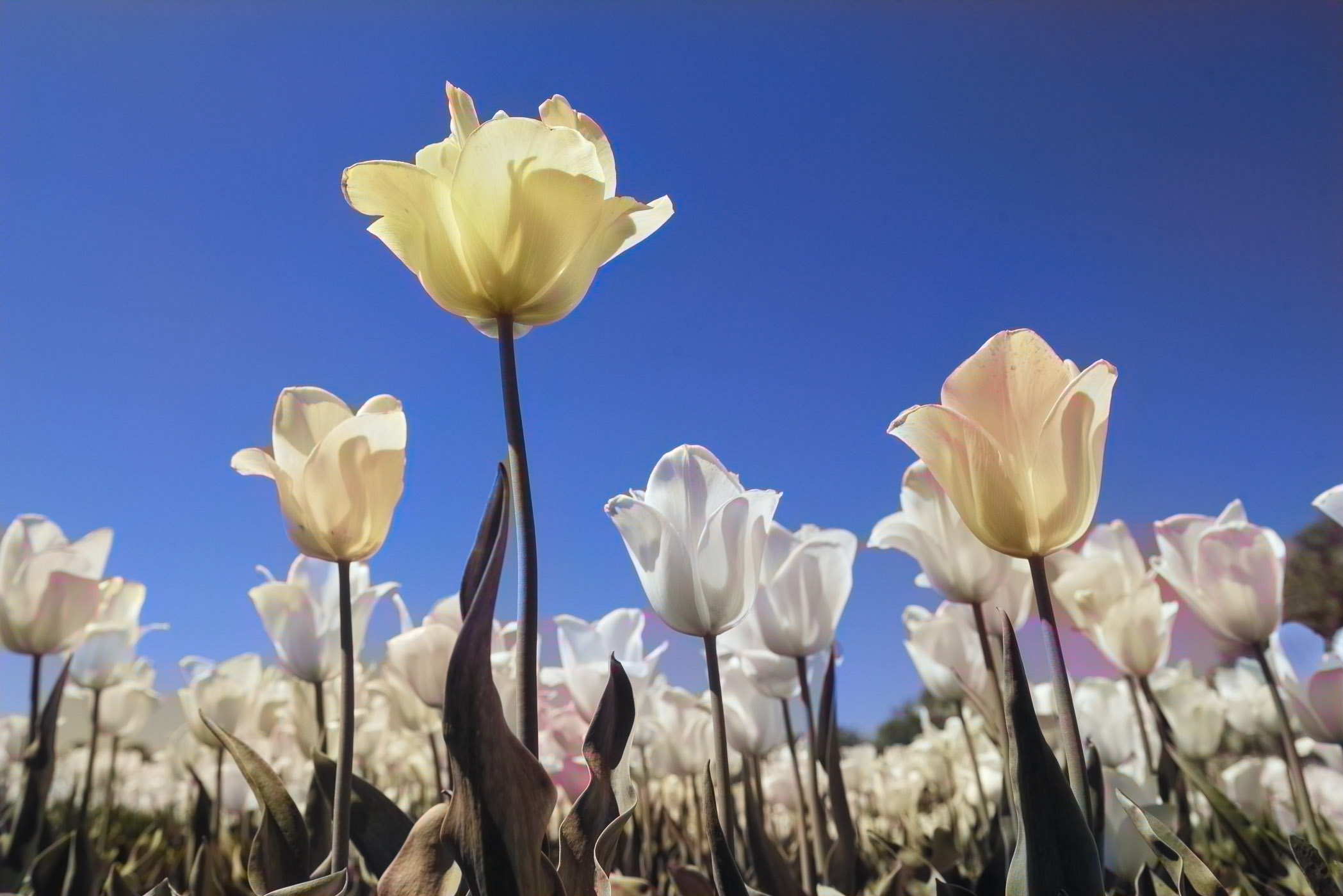 Zwart-wit foto omgezet naar kleur met Invullen met kleur functie