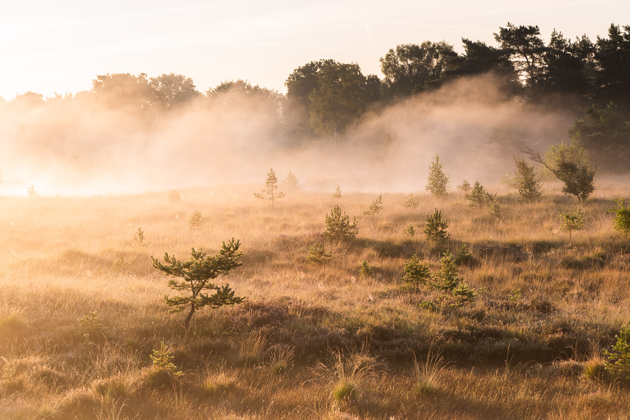 Mist boven landschap met tegenlicht tijdens gouden uurtje