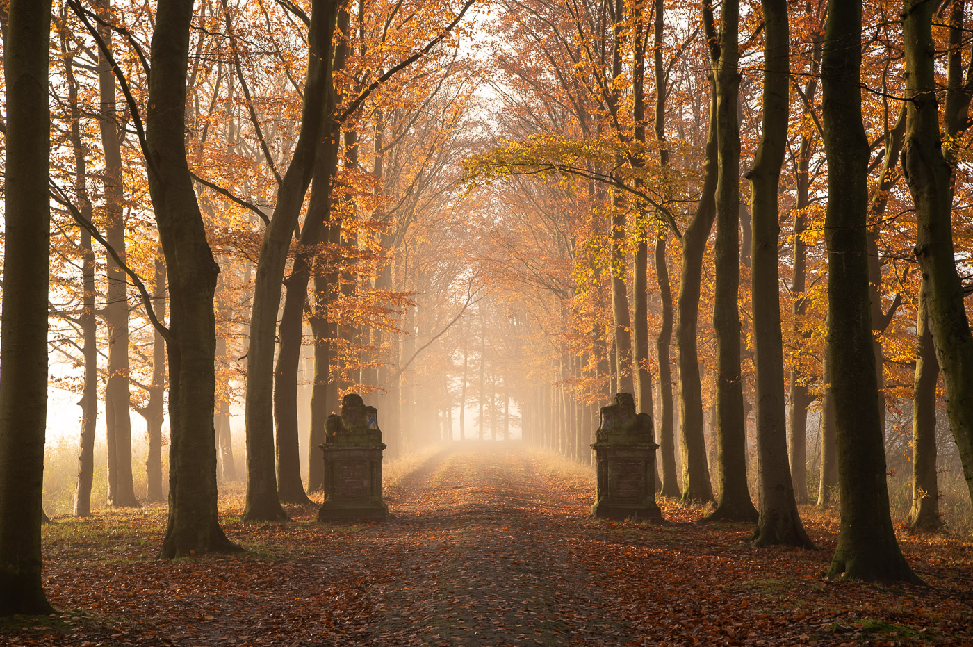 Het gouden uur versterkt de warme tinten van de herfstbladeren