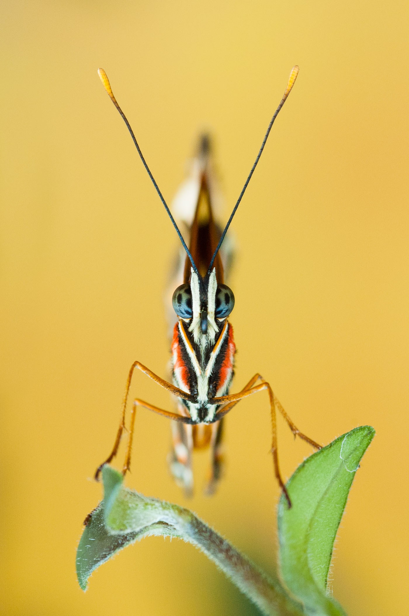 Het verhaal achter de foto: Big Blue Eyes