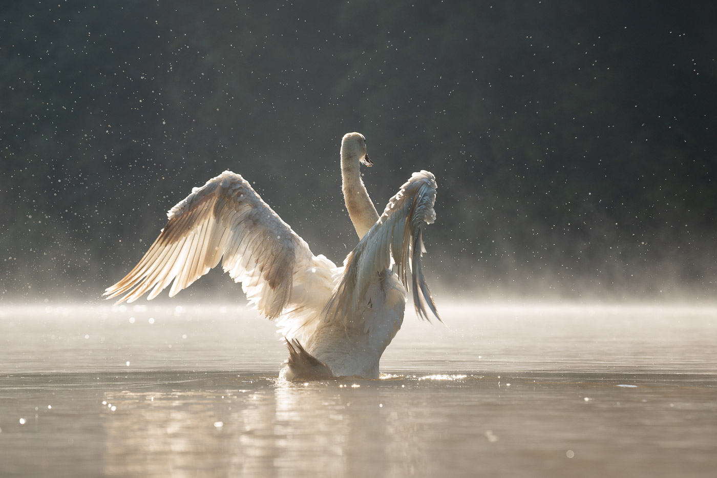 Fotografiechallenge april + mei: Met vleugels