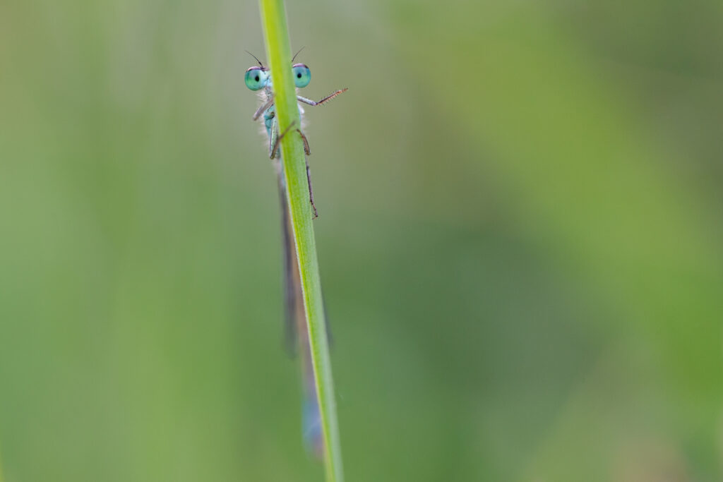 Vink Mooi Fotografiepodcast aflevering: Twee kleine stippen maken het verschil – macrofoto van een waterjuffer
