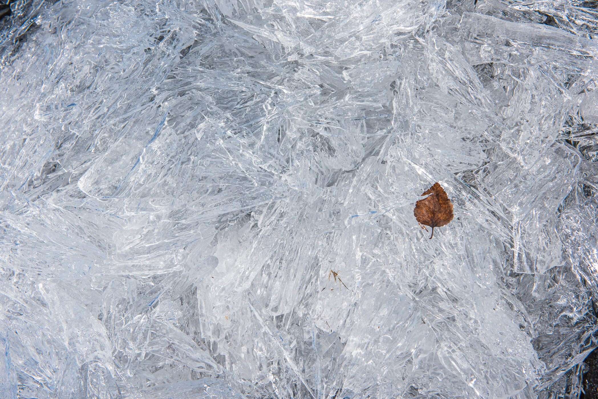 Kruiend ijs aan de over, met een herfstblad erbij
