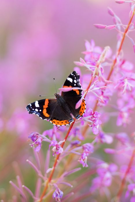 Atalanta vlinder tussen de paarse, roze bloemen