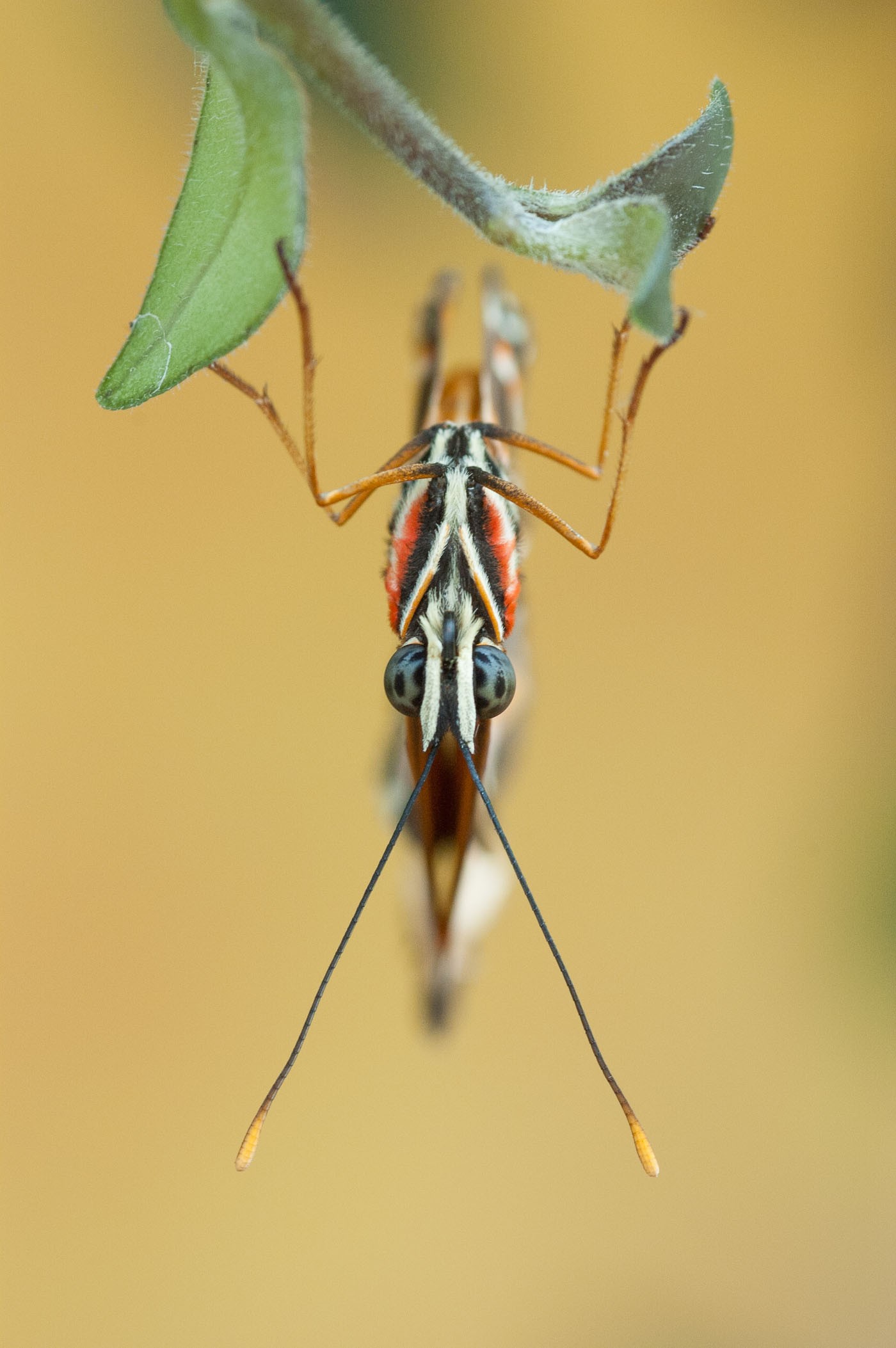 Onbewerkte foto van de vlinder