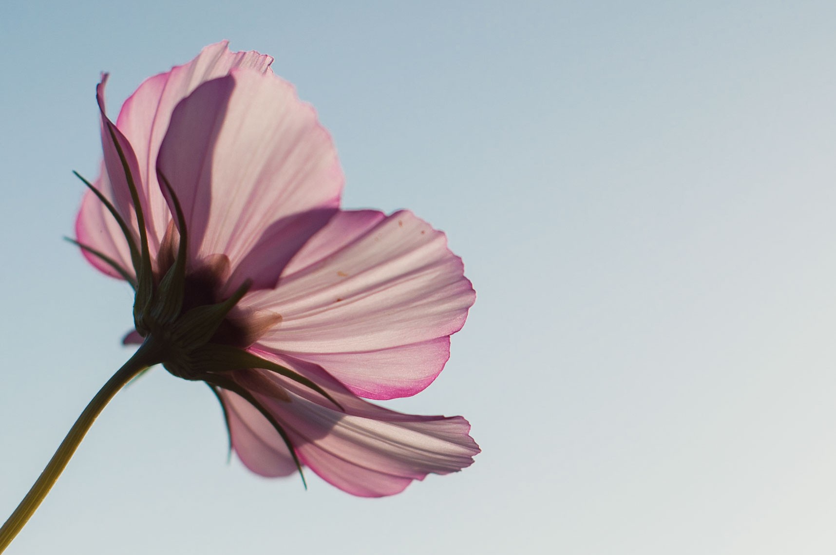 Ik word blij van: een strak blauwe lucht en een mooie bloem!