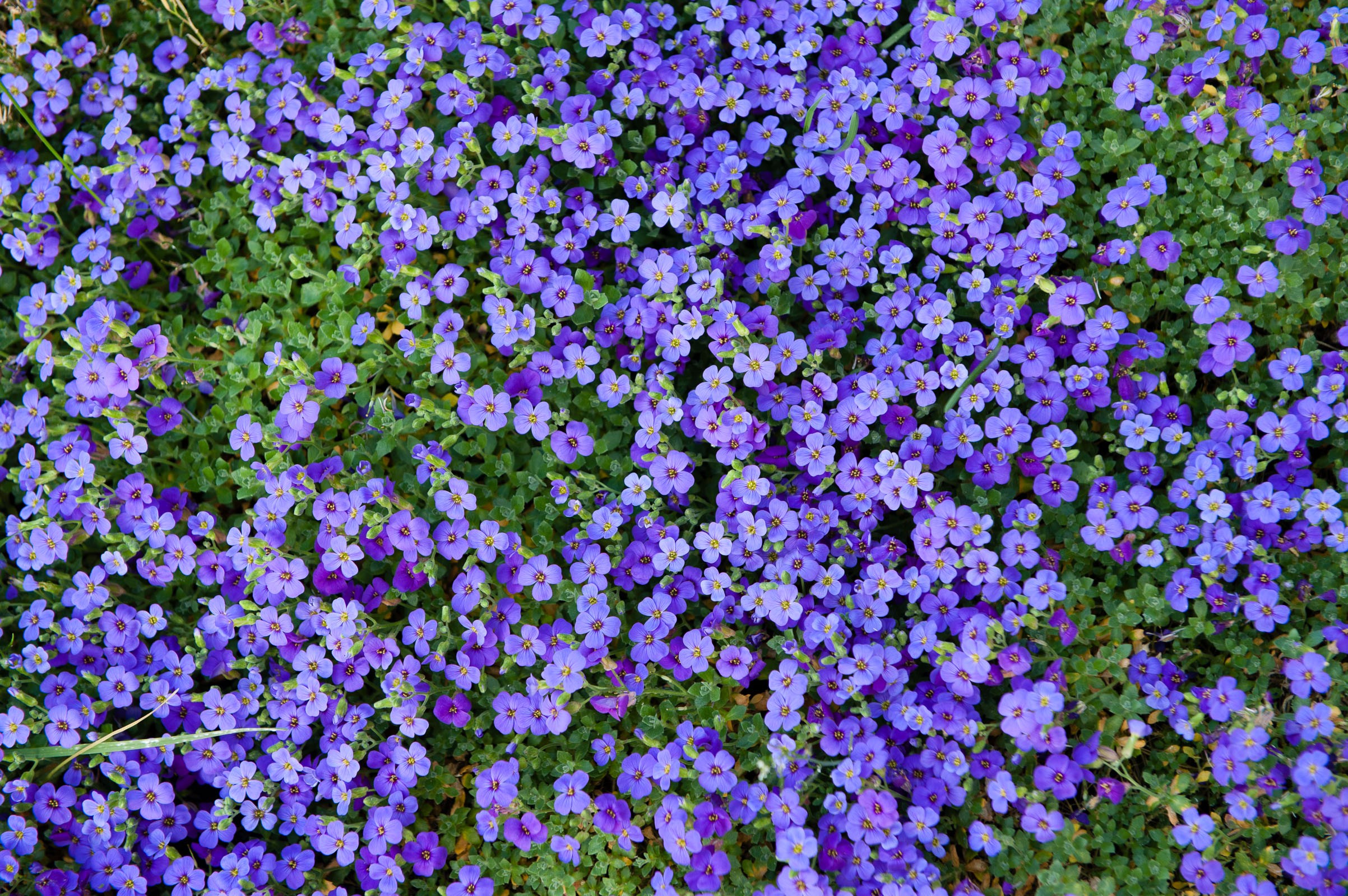 Bloemen van bovenaf fotograferen