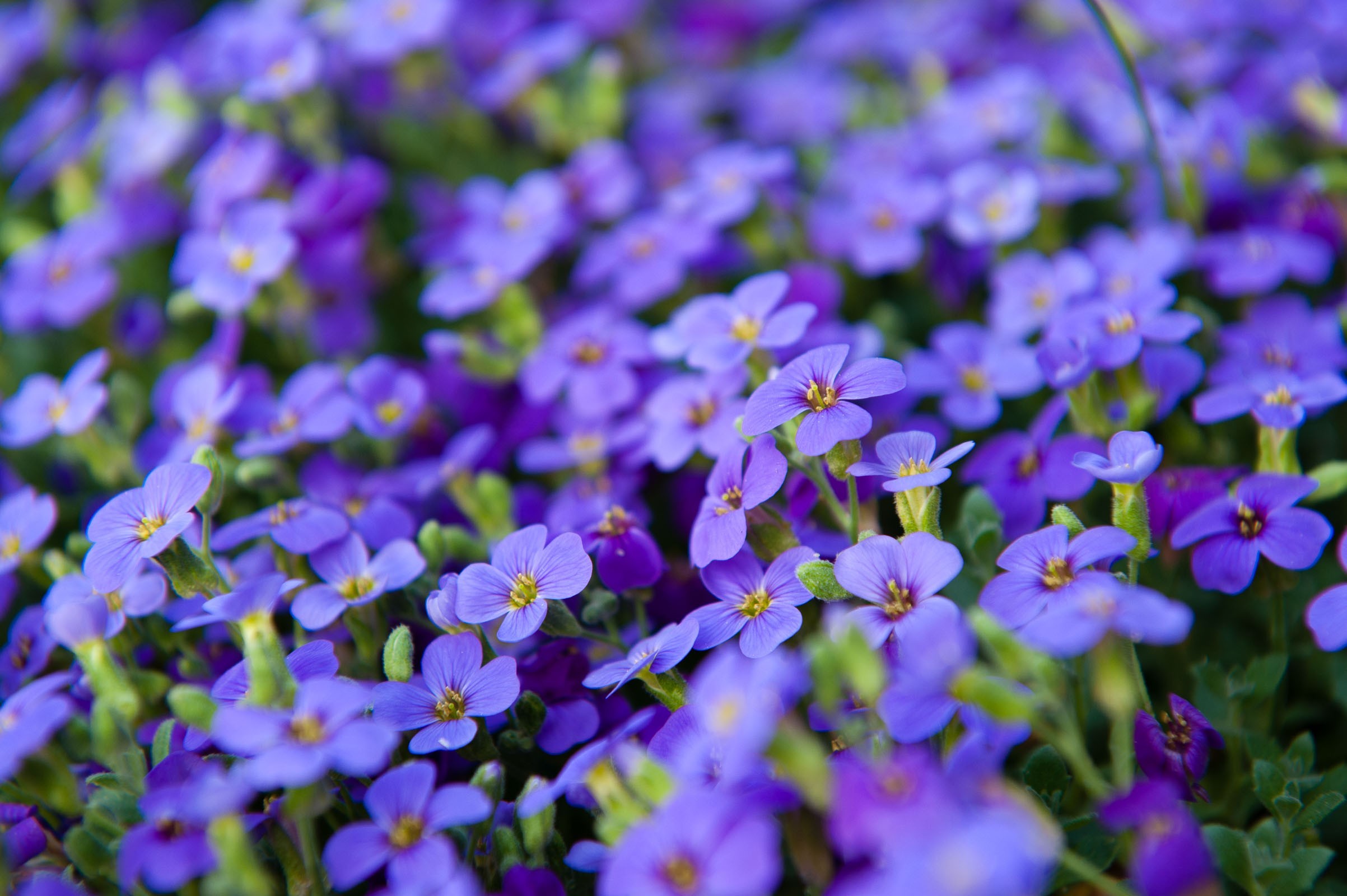 Bloemen fotograferen