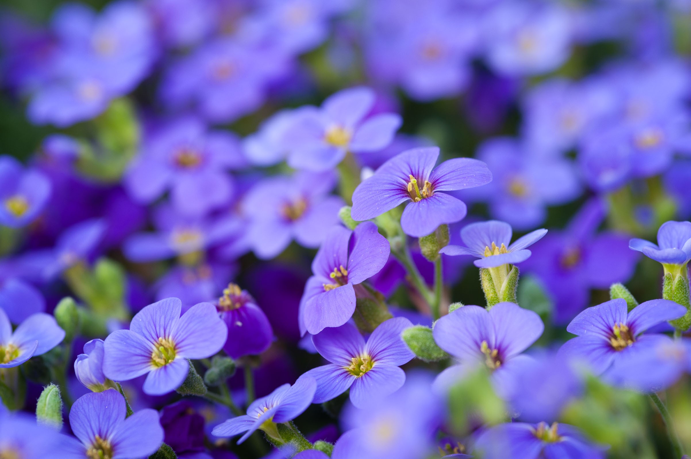 Bloemenfoto met insect macro
