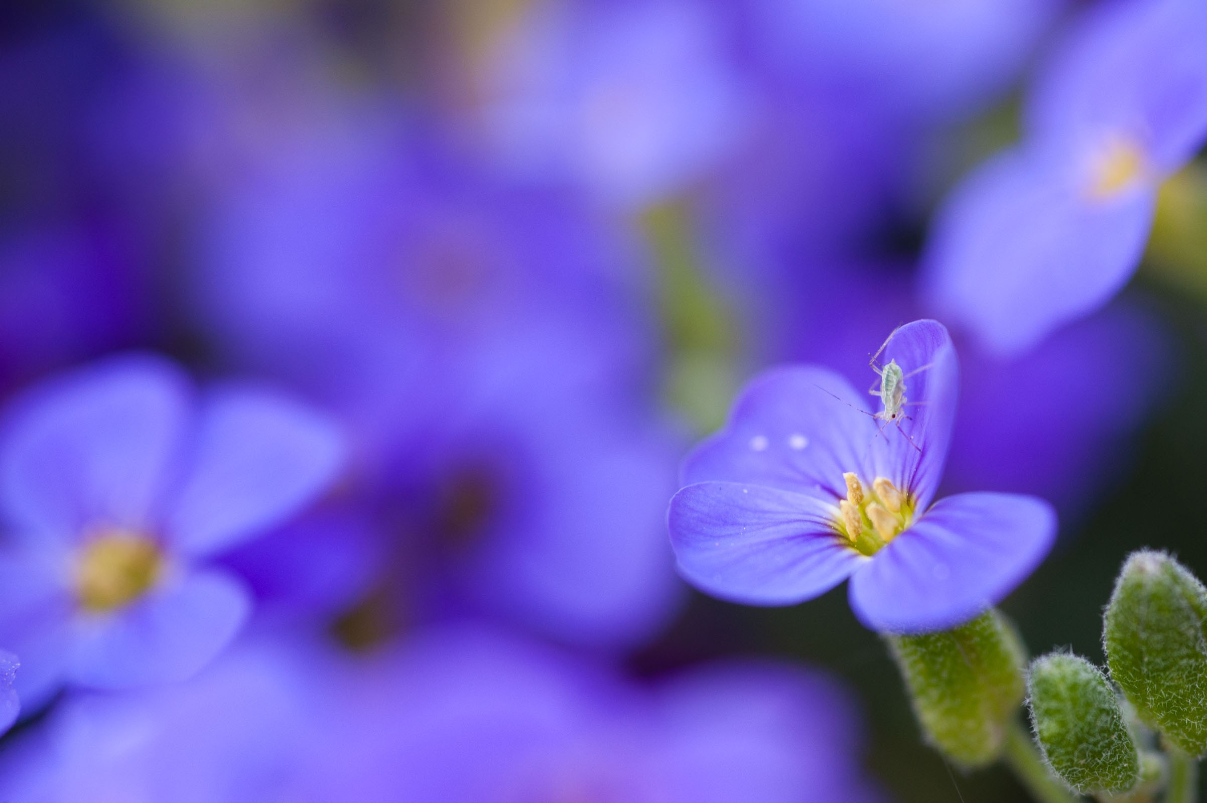 Insect bij bloemenfoto's
