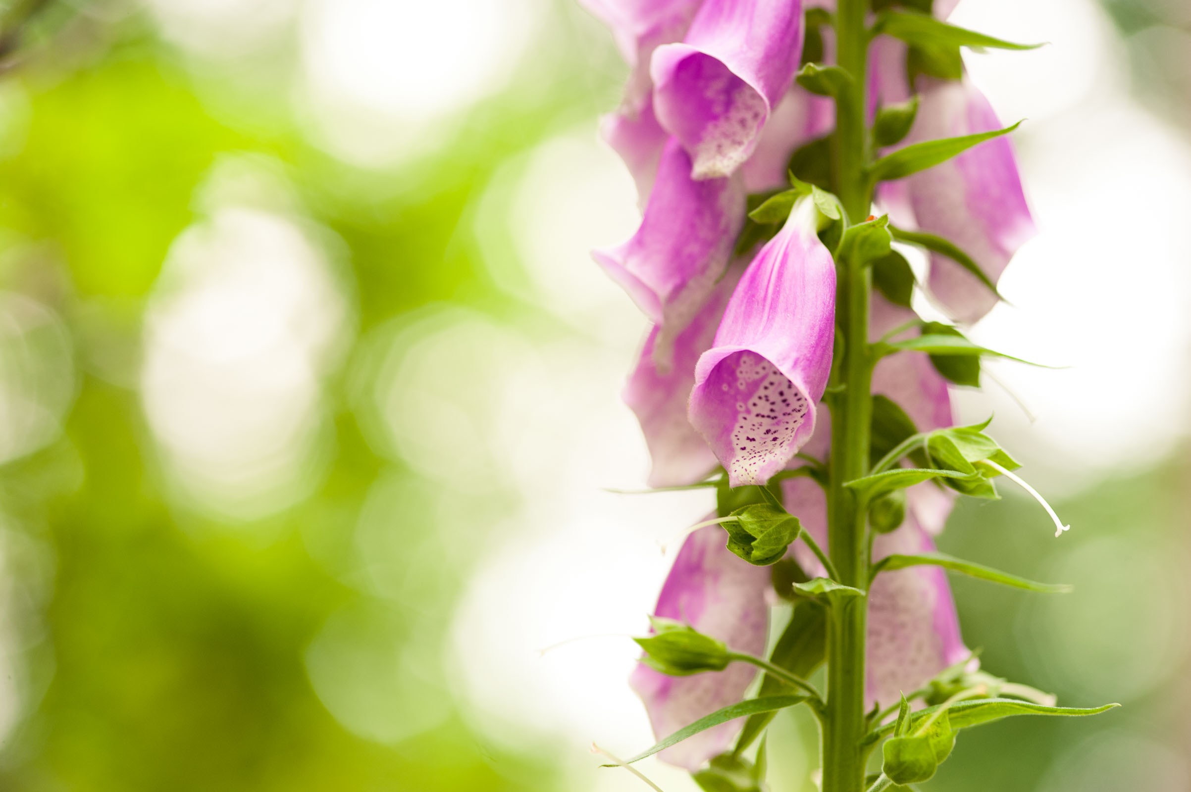 Standpunt bloemfoto's maken