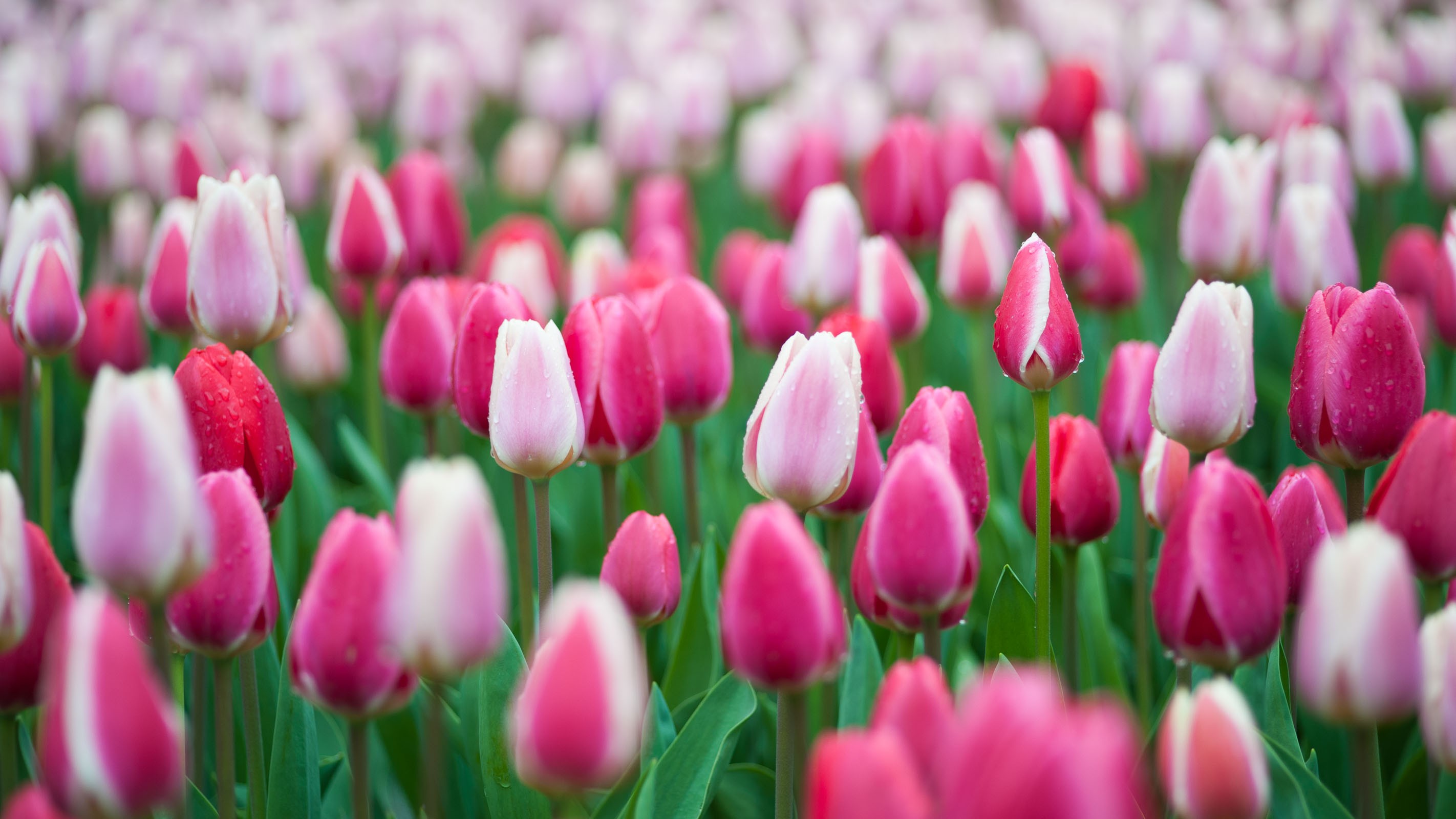 Tulpen in de Keukenhof in Lisse