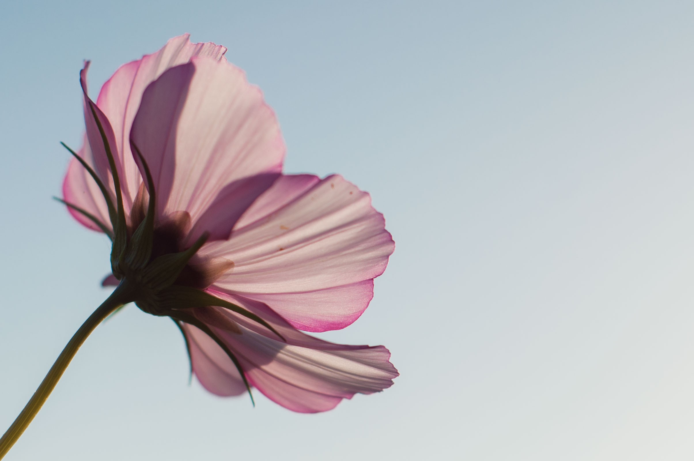 Kikkerperspectief bloemfoto