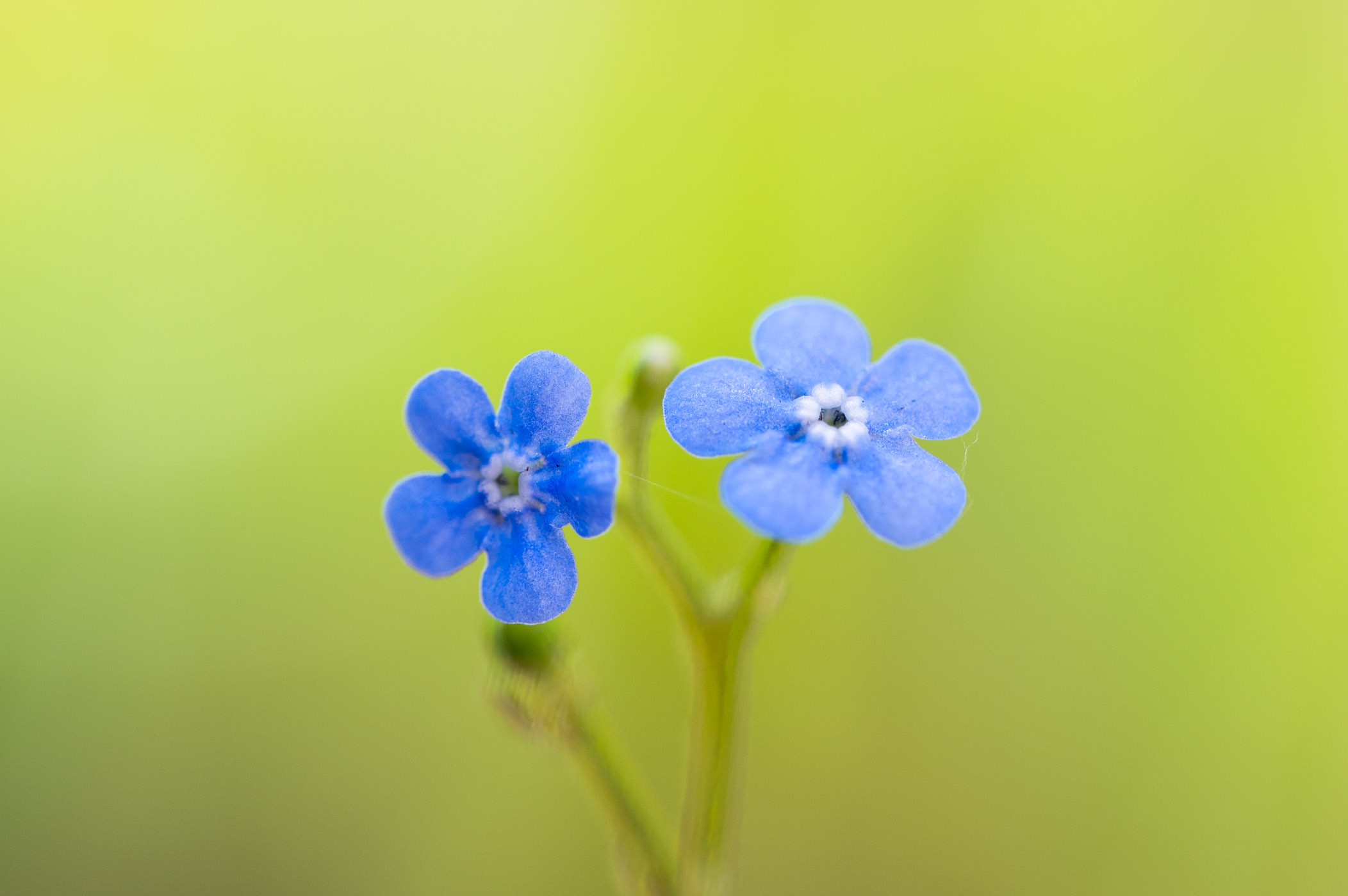 Hetzelfde bloemetje, maar nu in de schaduw. Wat een verschil he? Door te spelen met licht geef je de foto echt een andere sfeer.