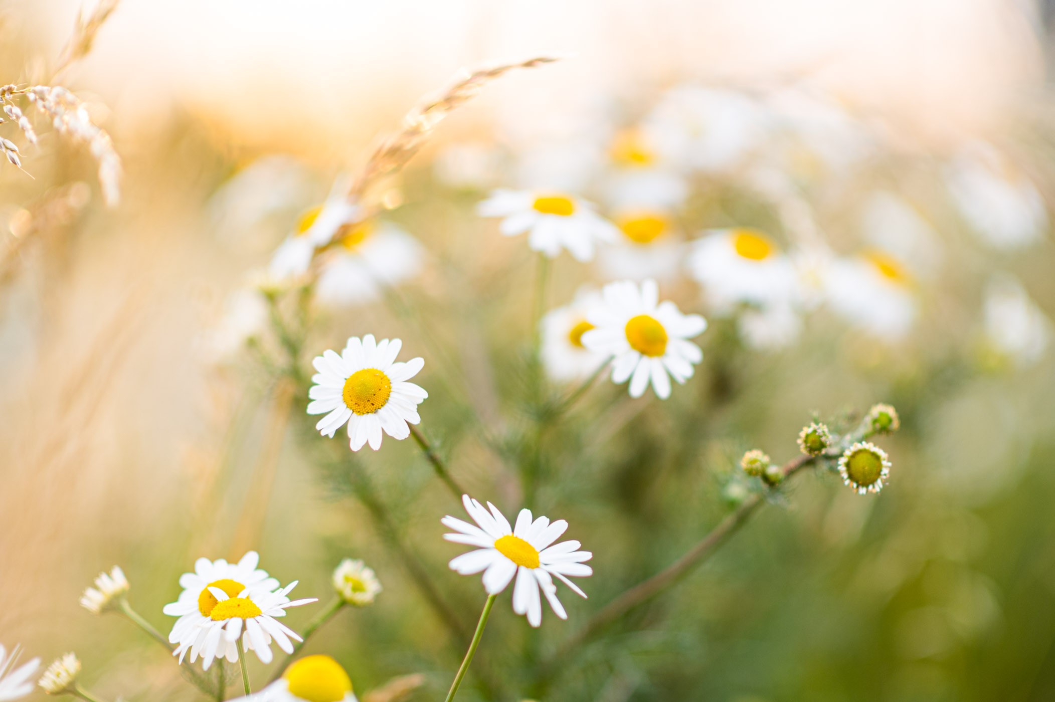 Hoe kleiner de scherptediepte, hoe belangrijker het is om een duidelijk scherpstelpunt uit te zoeken (met autofocus of handmatig scherpstellen)