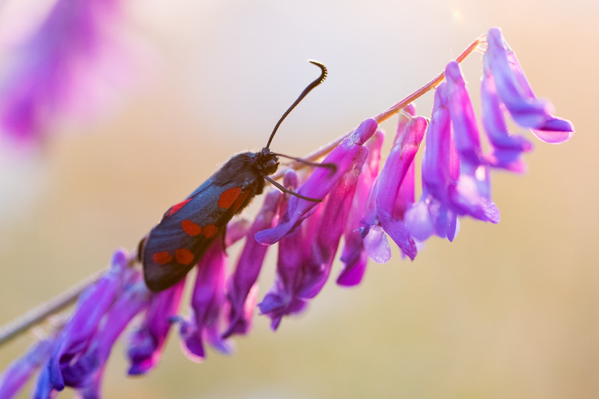 Hoe deze vlinder en bloem heten, weet ik niet ;)