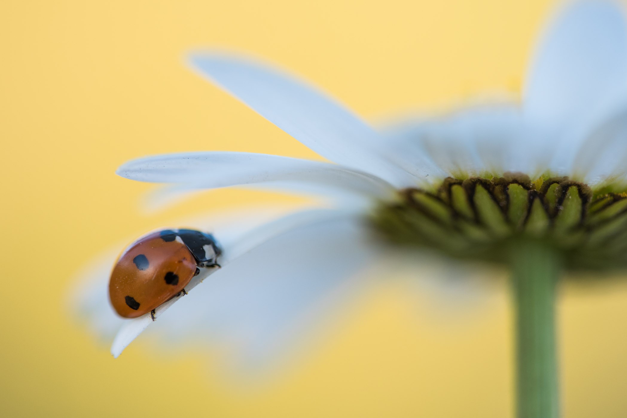 Lieveheersbeestje op een wilde magriet.