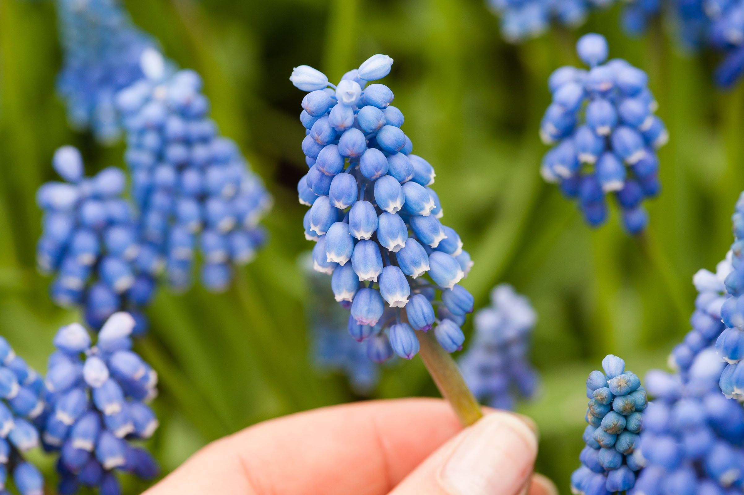 Bloemen fotograferen als het waait