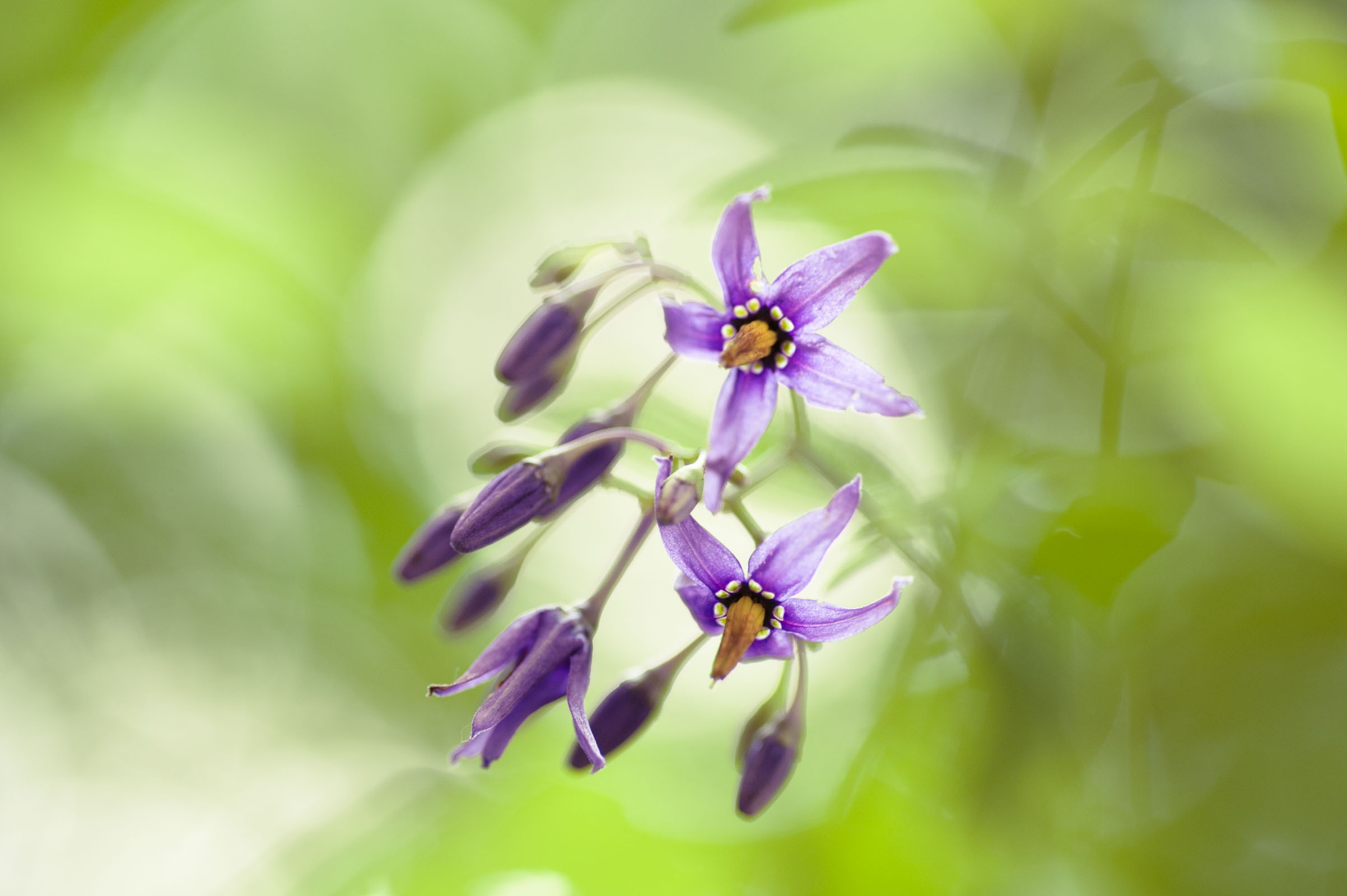 Scherptediepte bij bloemen fotograferen