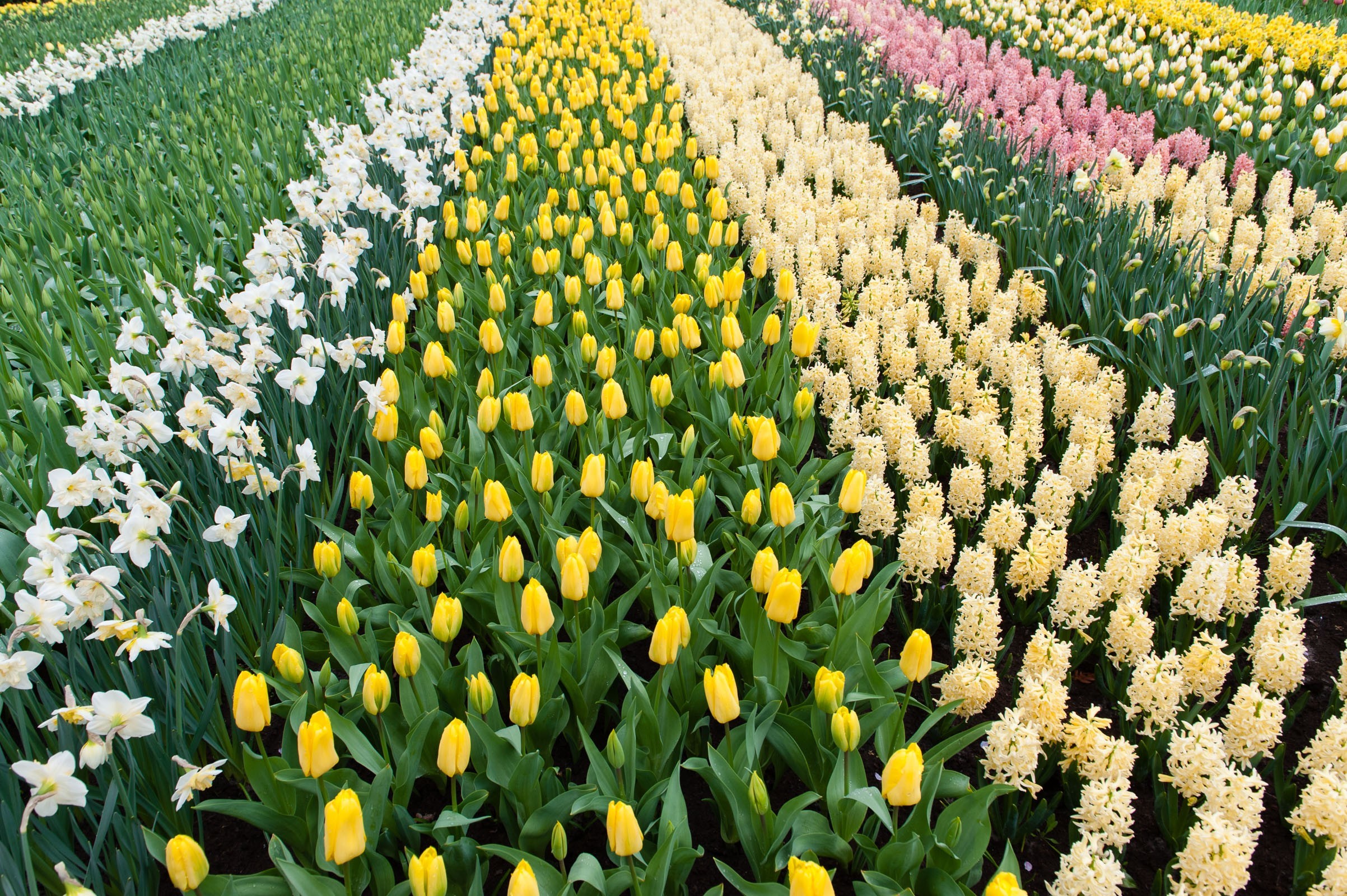 Bloemenveld fotograferen