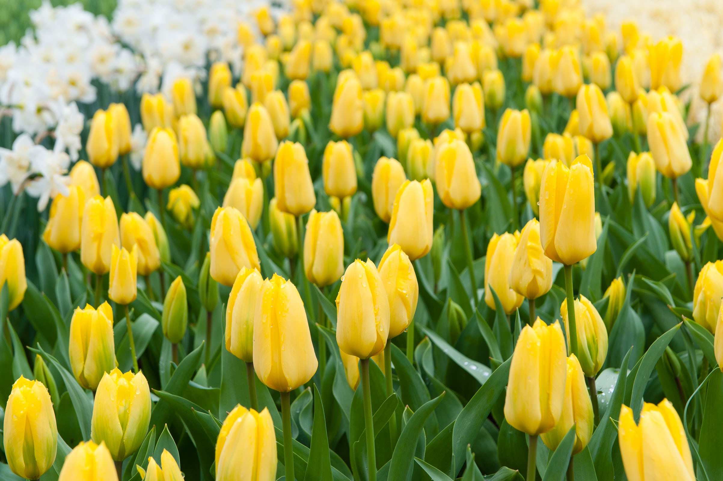 Bloemenveld fotograferen