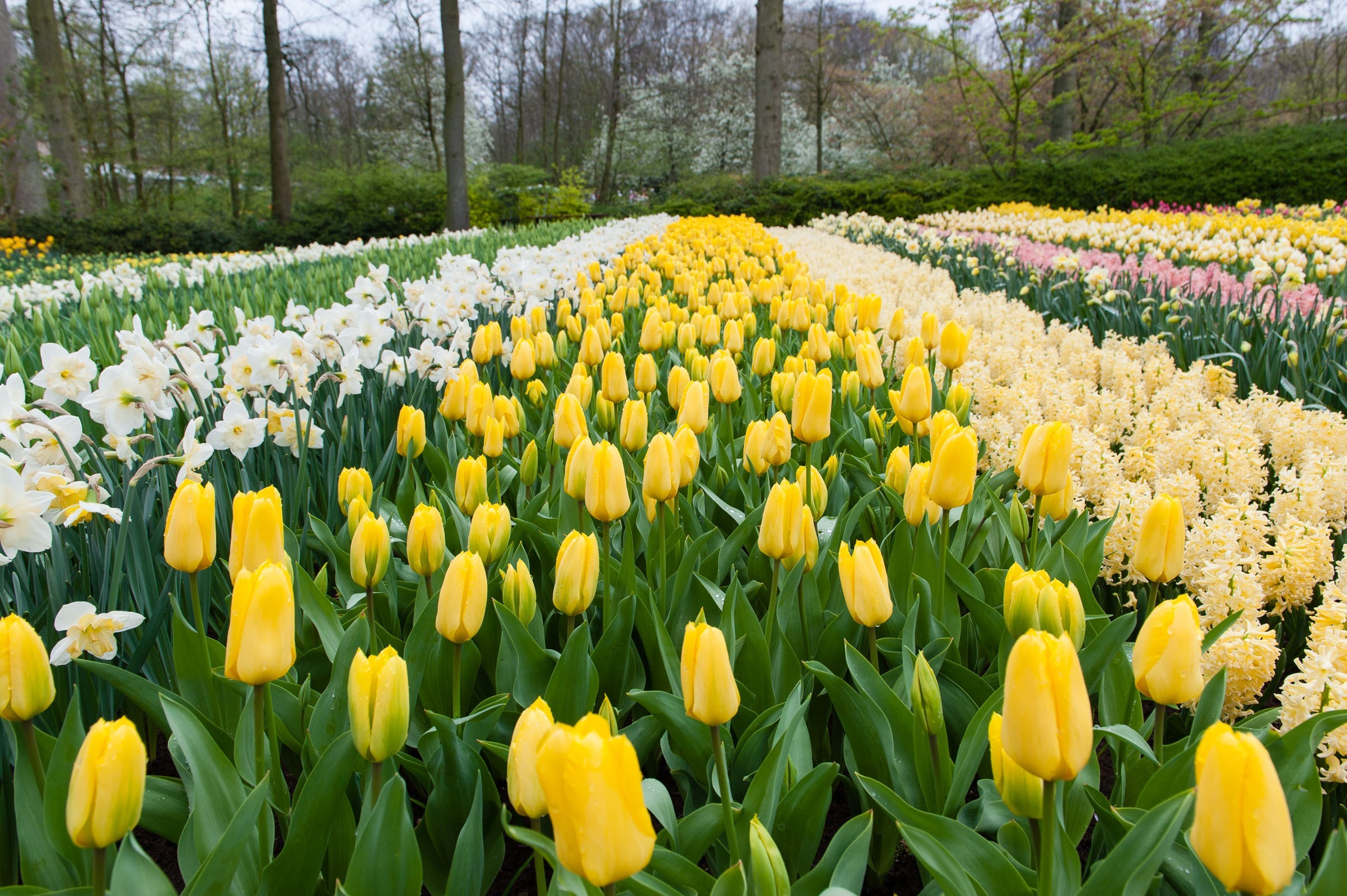 Bloemenveld fotograferen