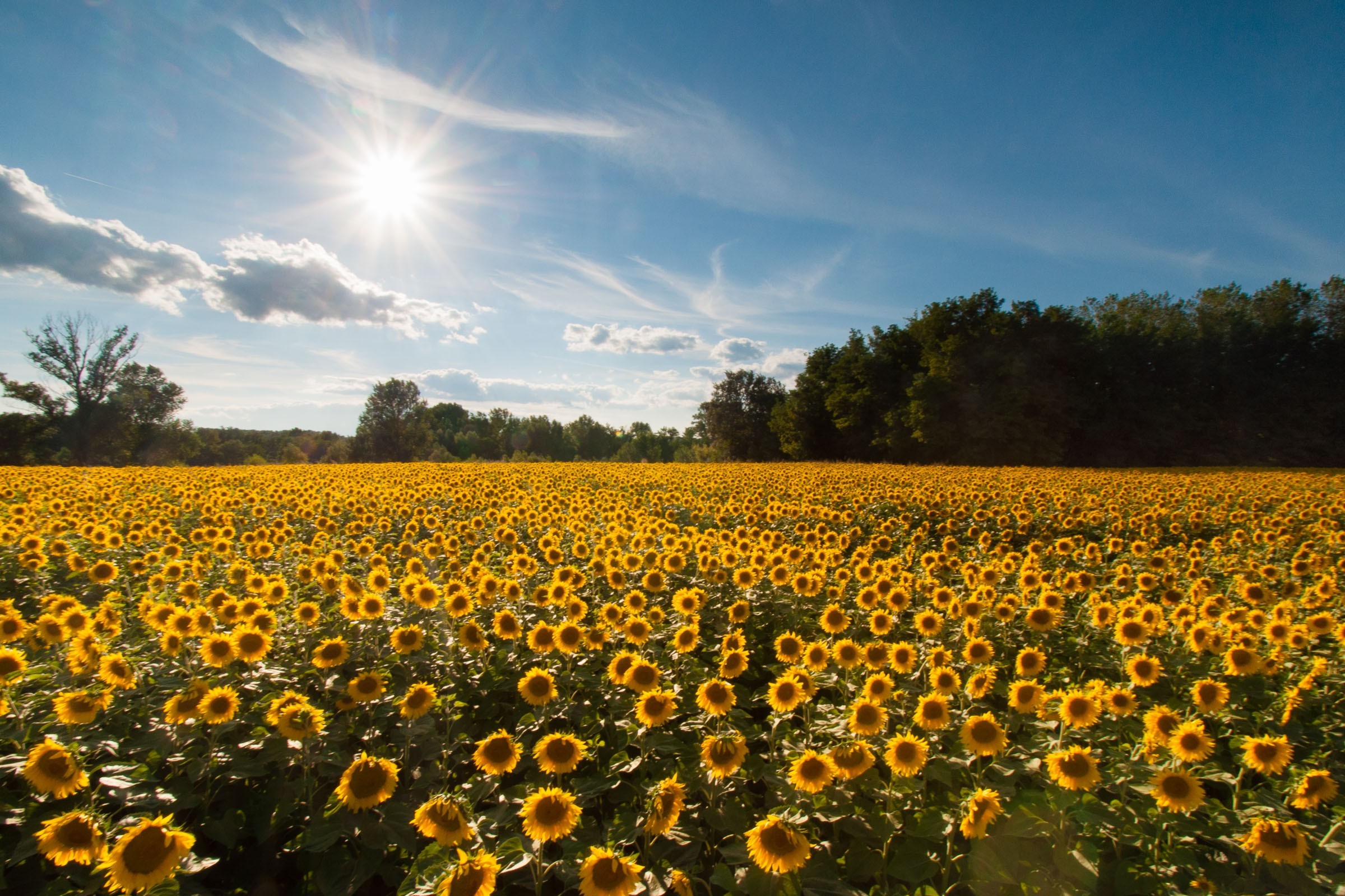 Bloemenveld fotograferen