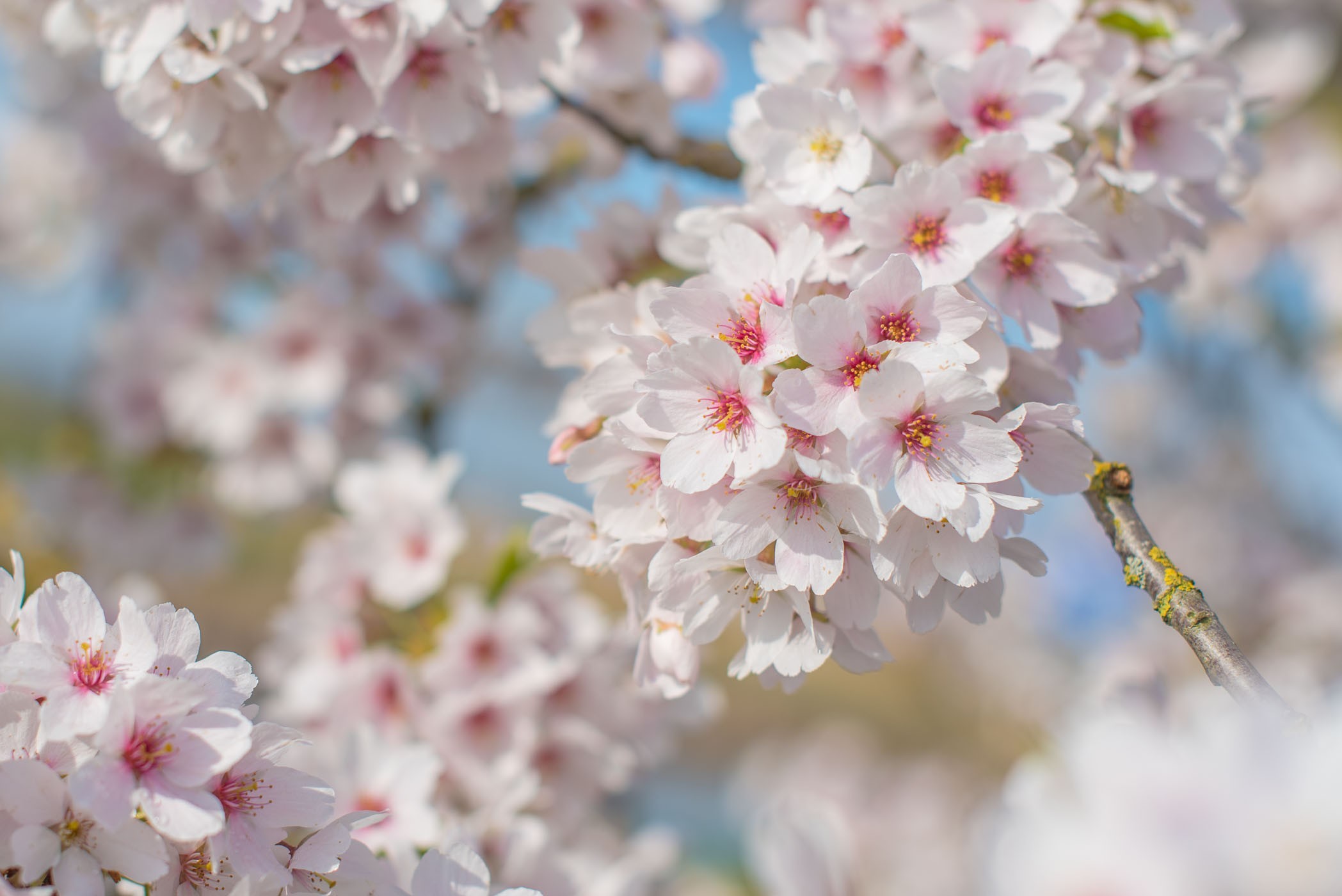 f/2.0 op 50mm. Door de kleinere scherptediepte is de foto veel rustiger geworden.
