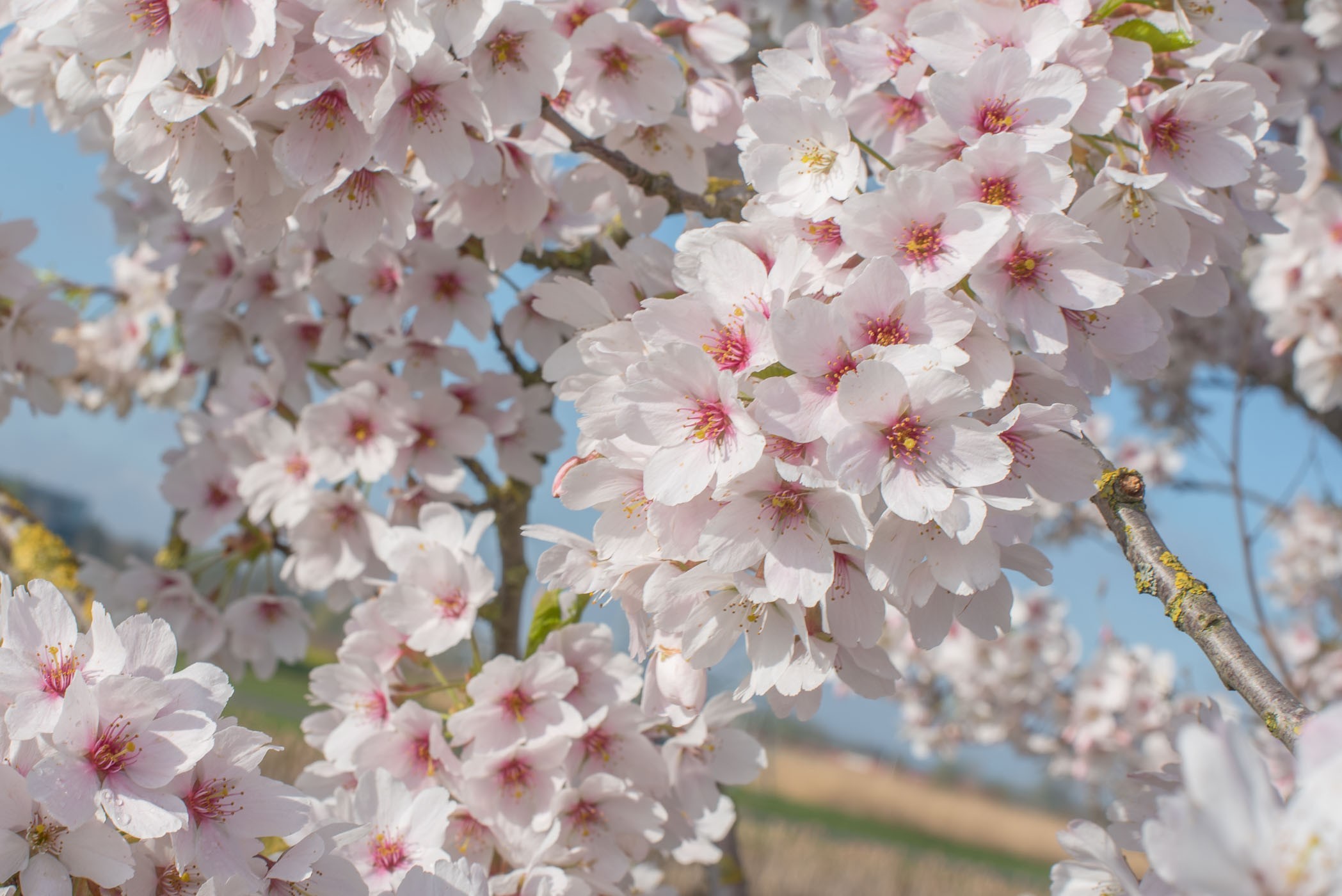 f/16 op 50mm. De foto is wat onrustig door de takken en de vormen op de achtergrond.