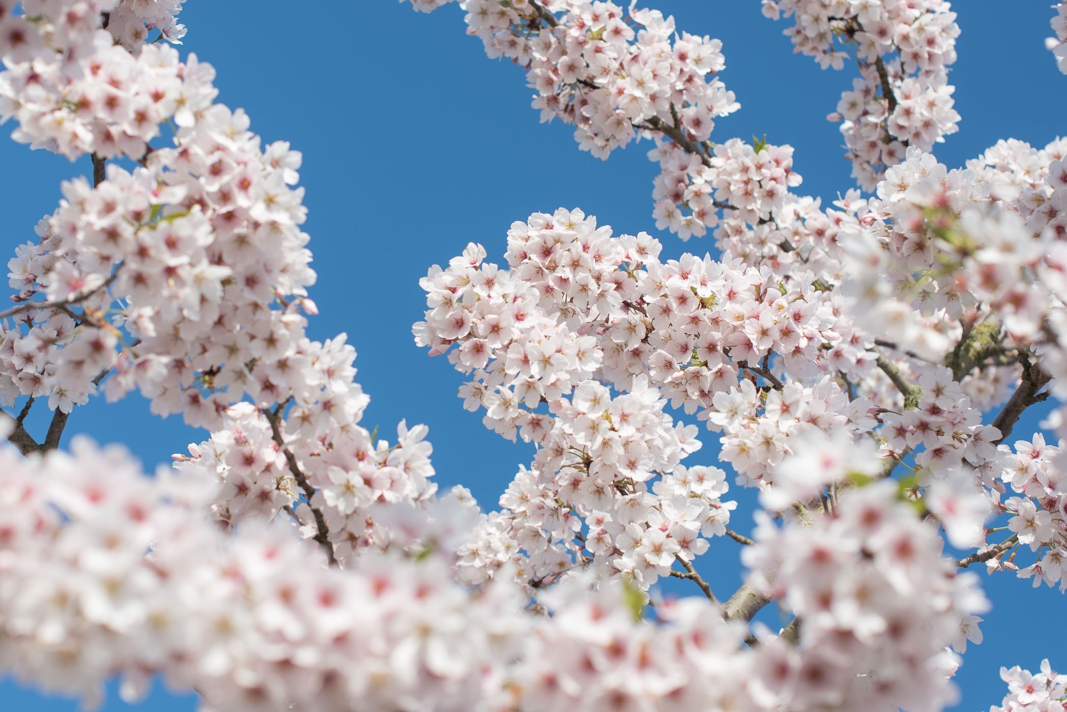 Roze of lichtroze bloesem valt in de foto automatisch iets meer op dan witte bloesem.