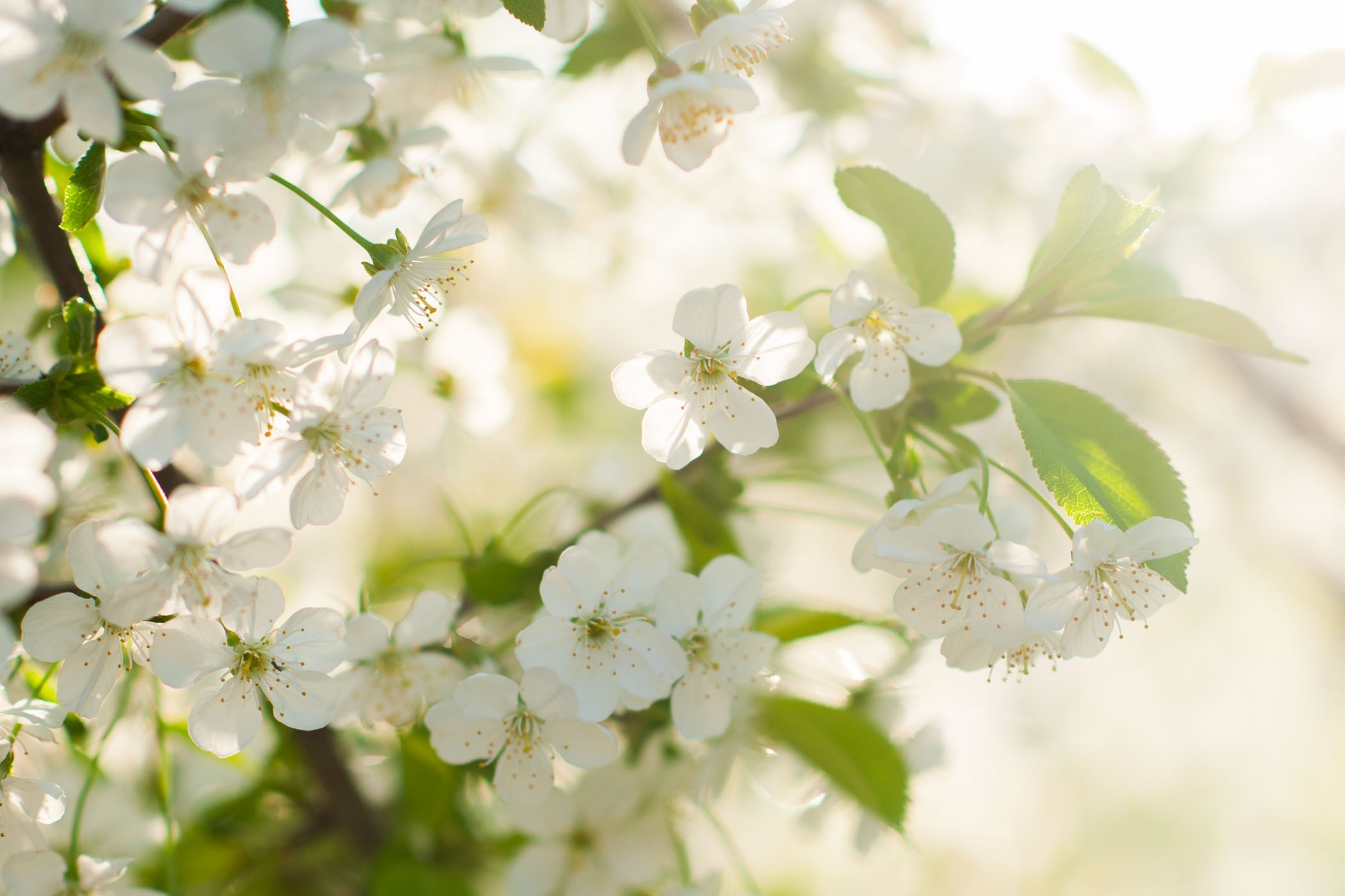 Het tegenlicht aan het einde van de dag zorgde hier voor een dromerige sfeer.