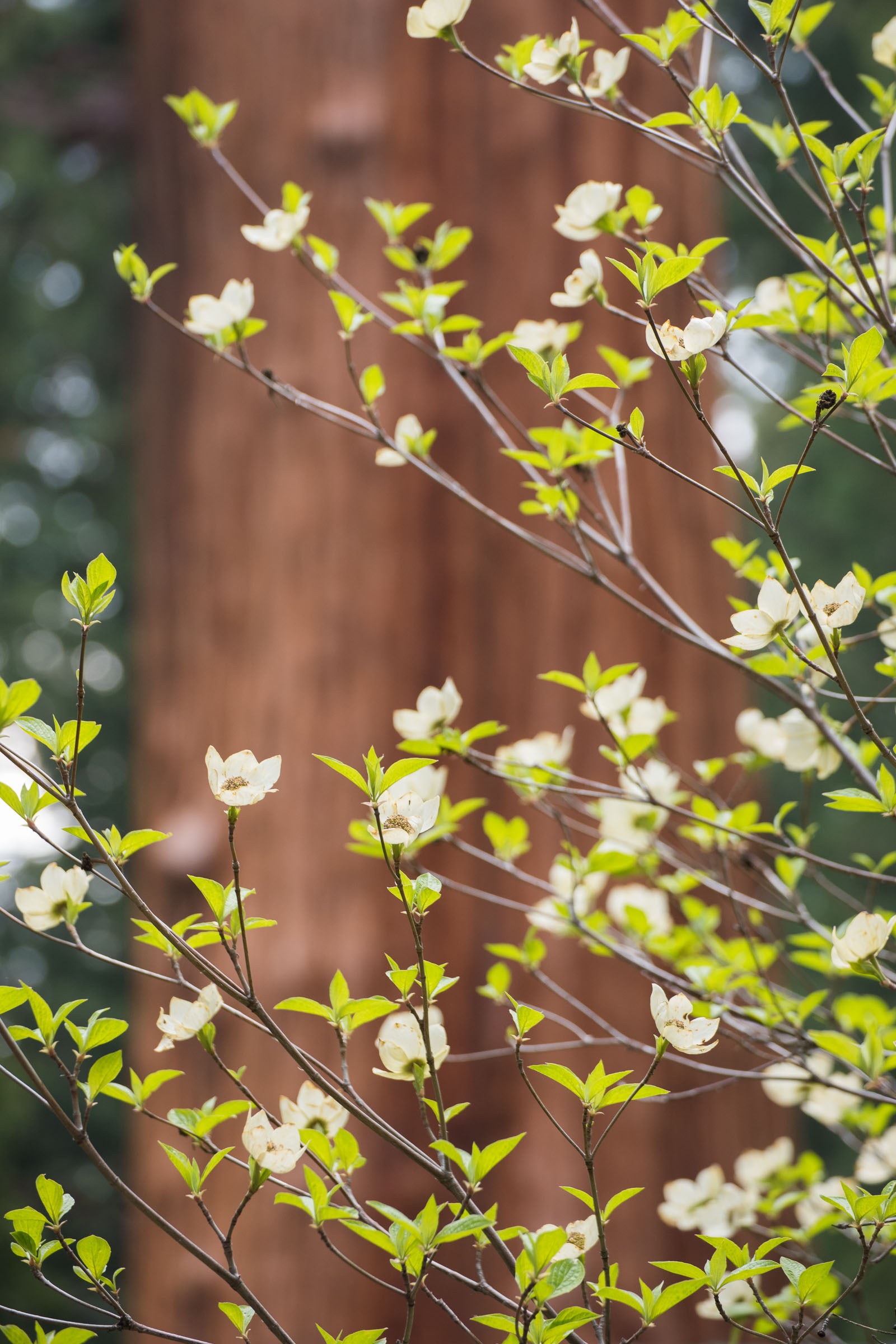 Bloesem achtergrond Sequoia