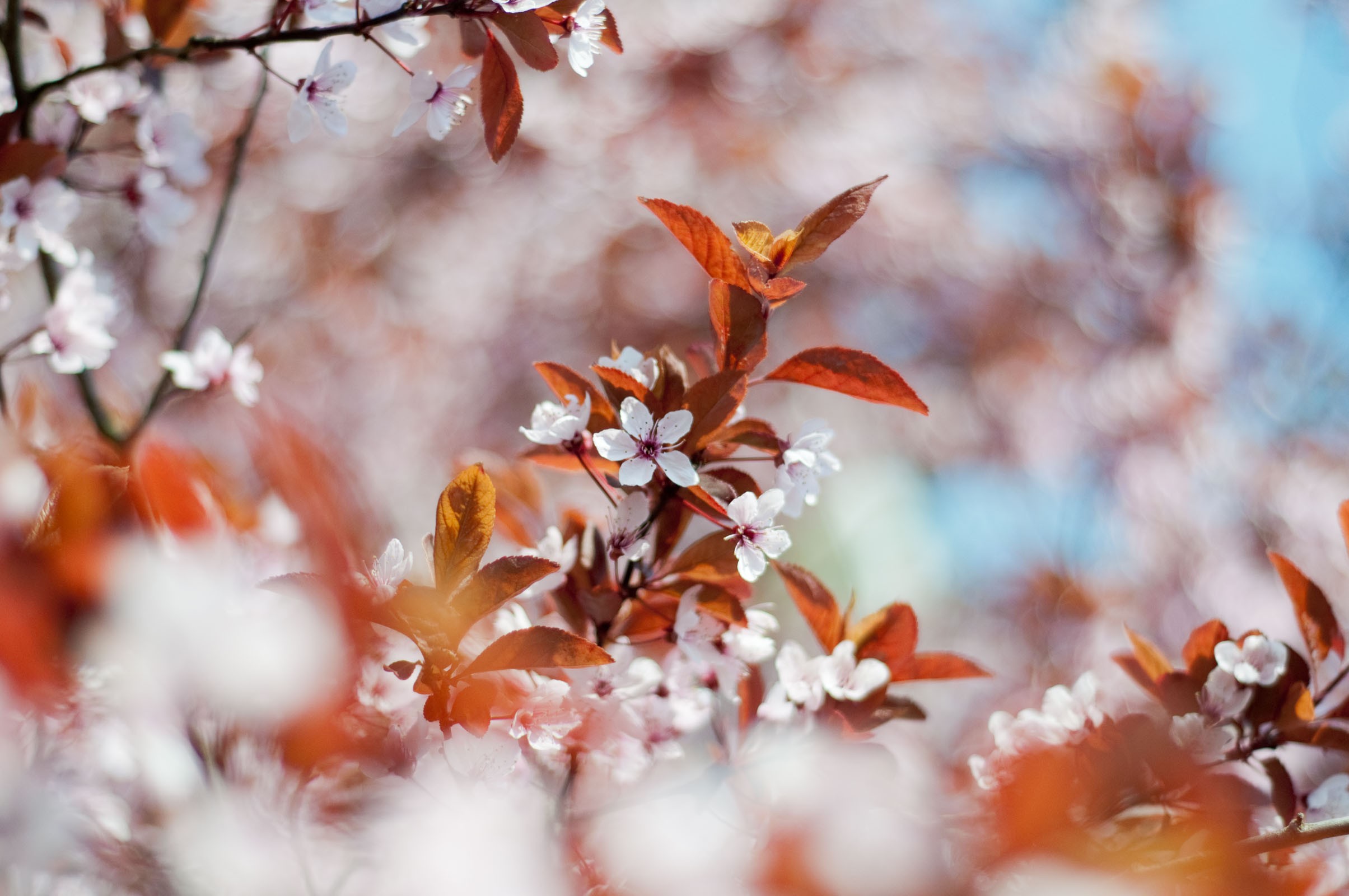 Bloesem fotograferen in de lente