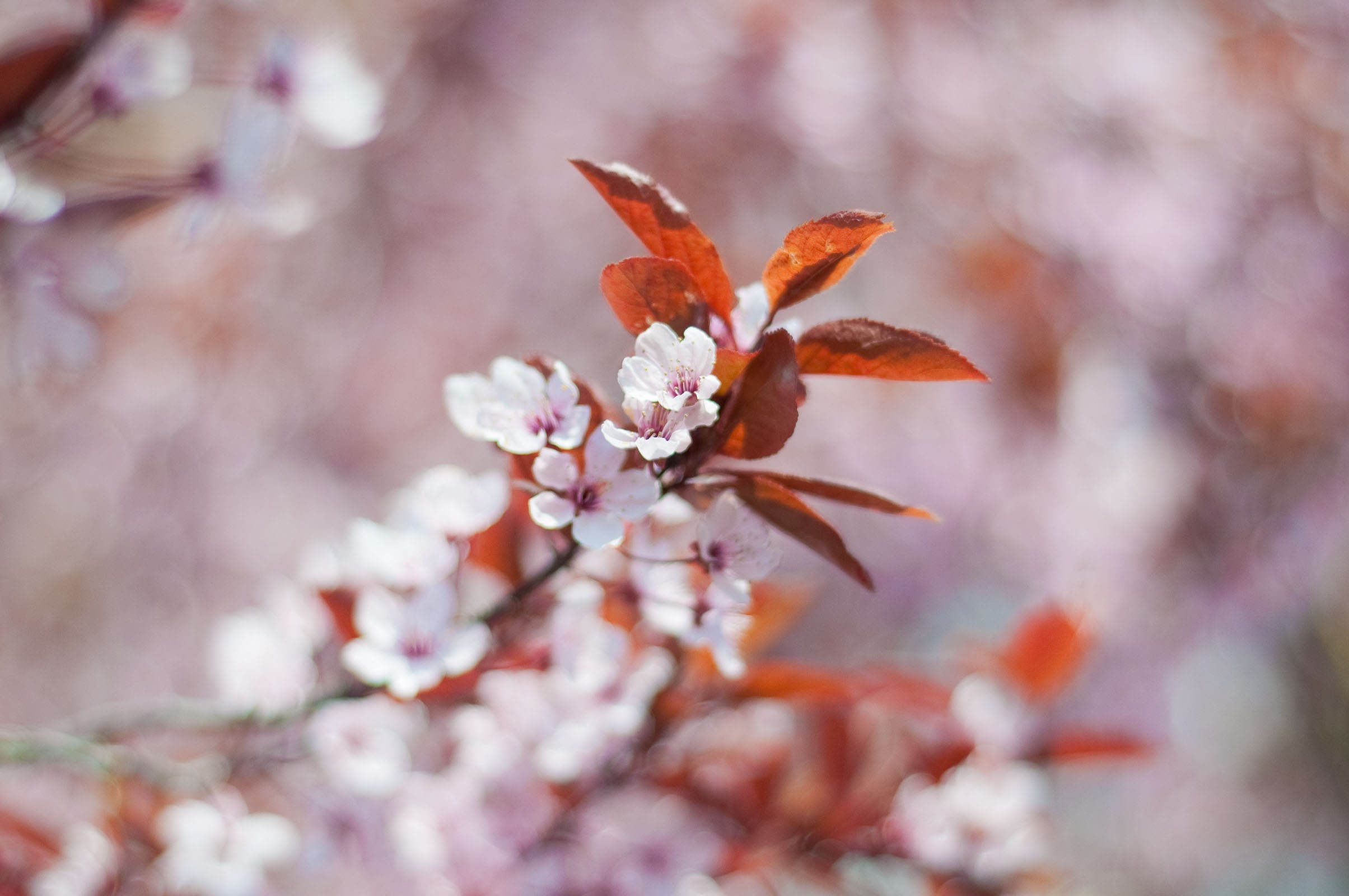 Rustige achtergrond bloesem