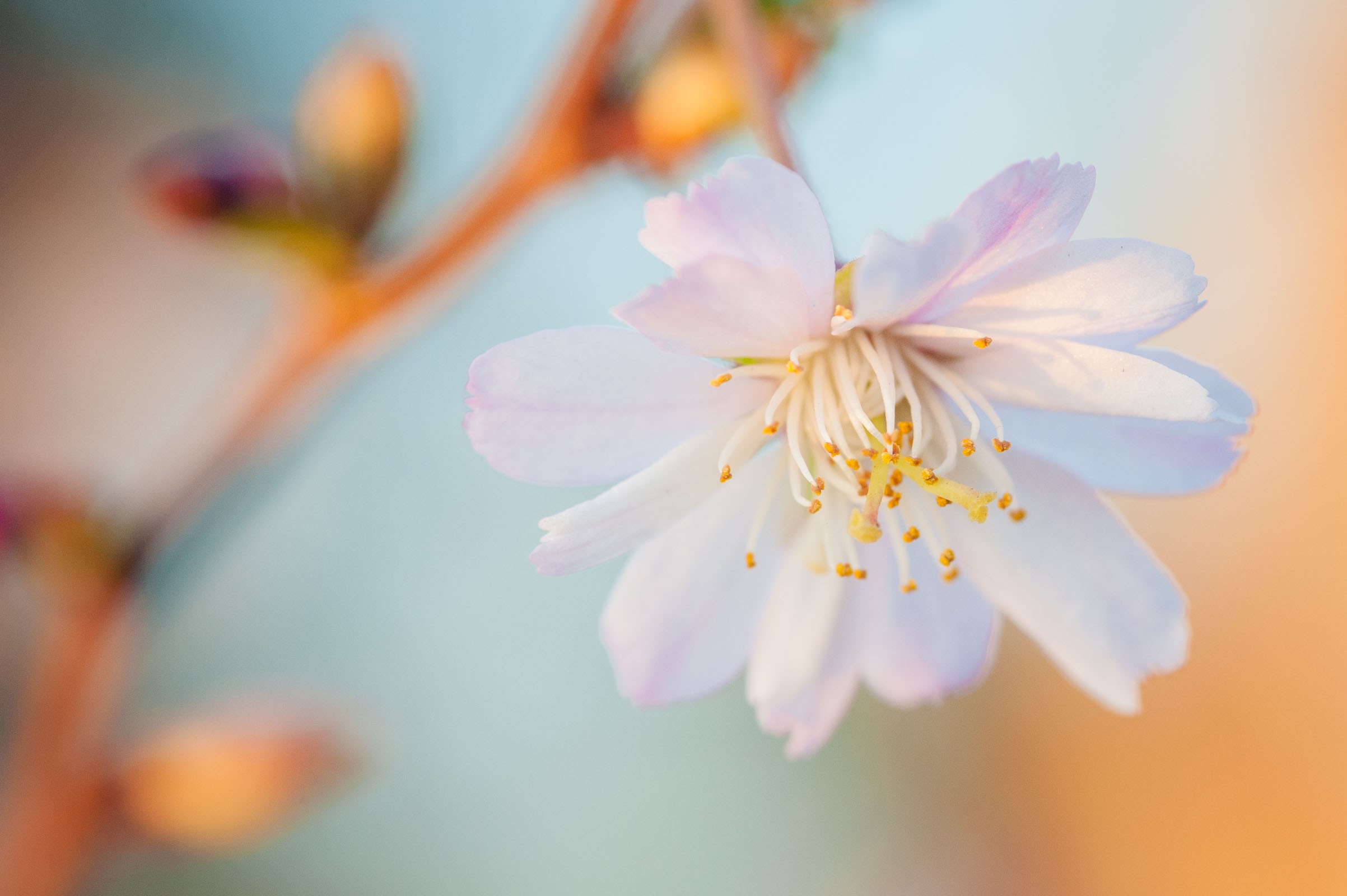 Macrofoto van bloesem tijdens het gouden uurtje