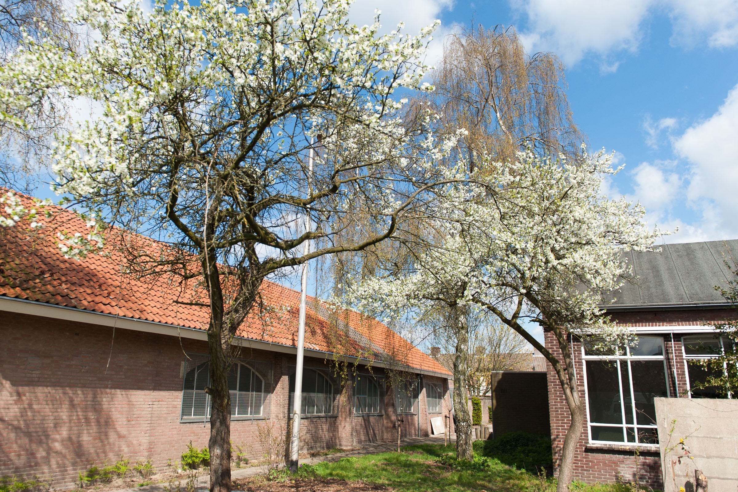 Bloesem fotograferen: overzichtsfoto met veel storende elementen