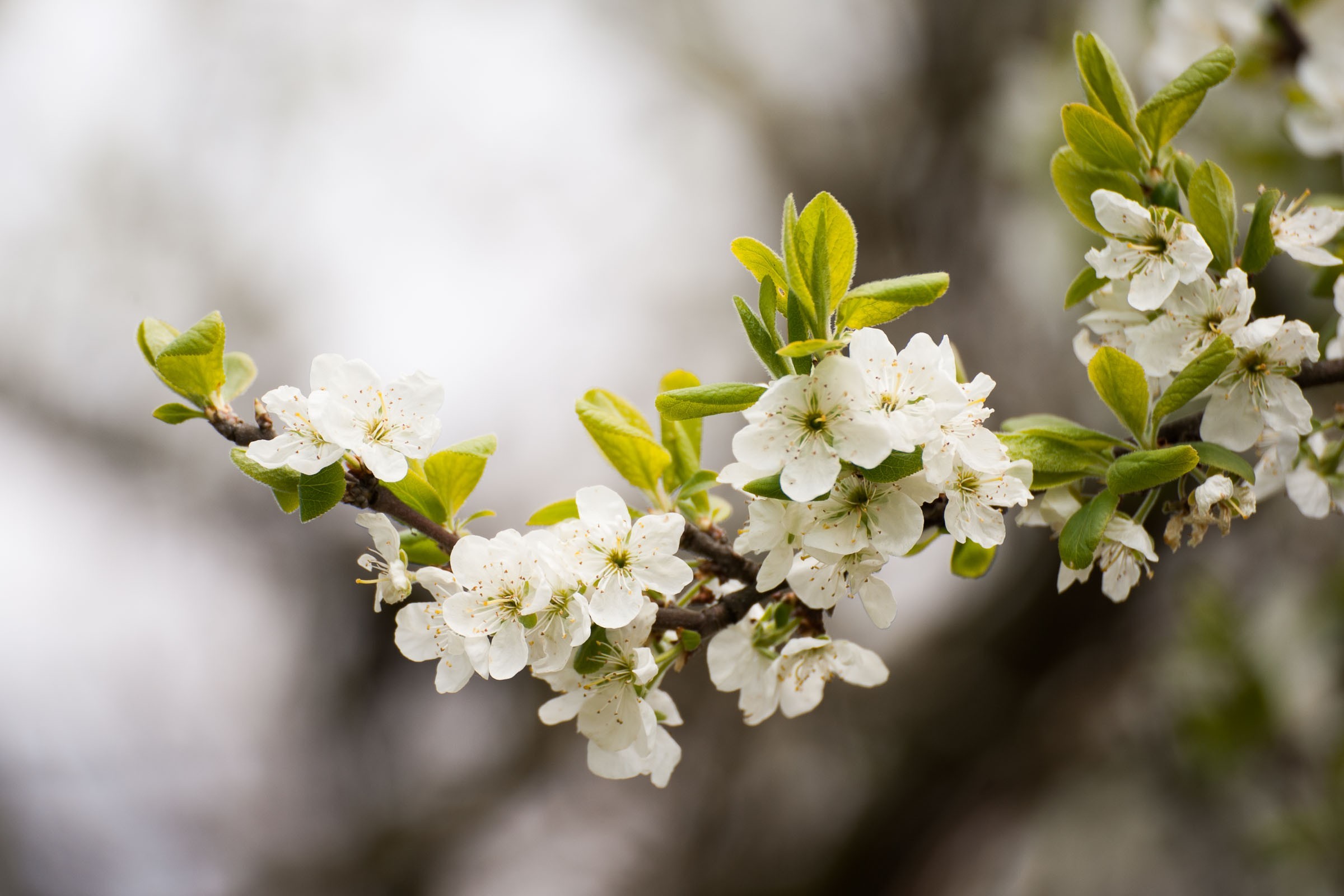 Achtergrond bloesemfoto