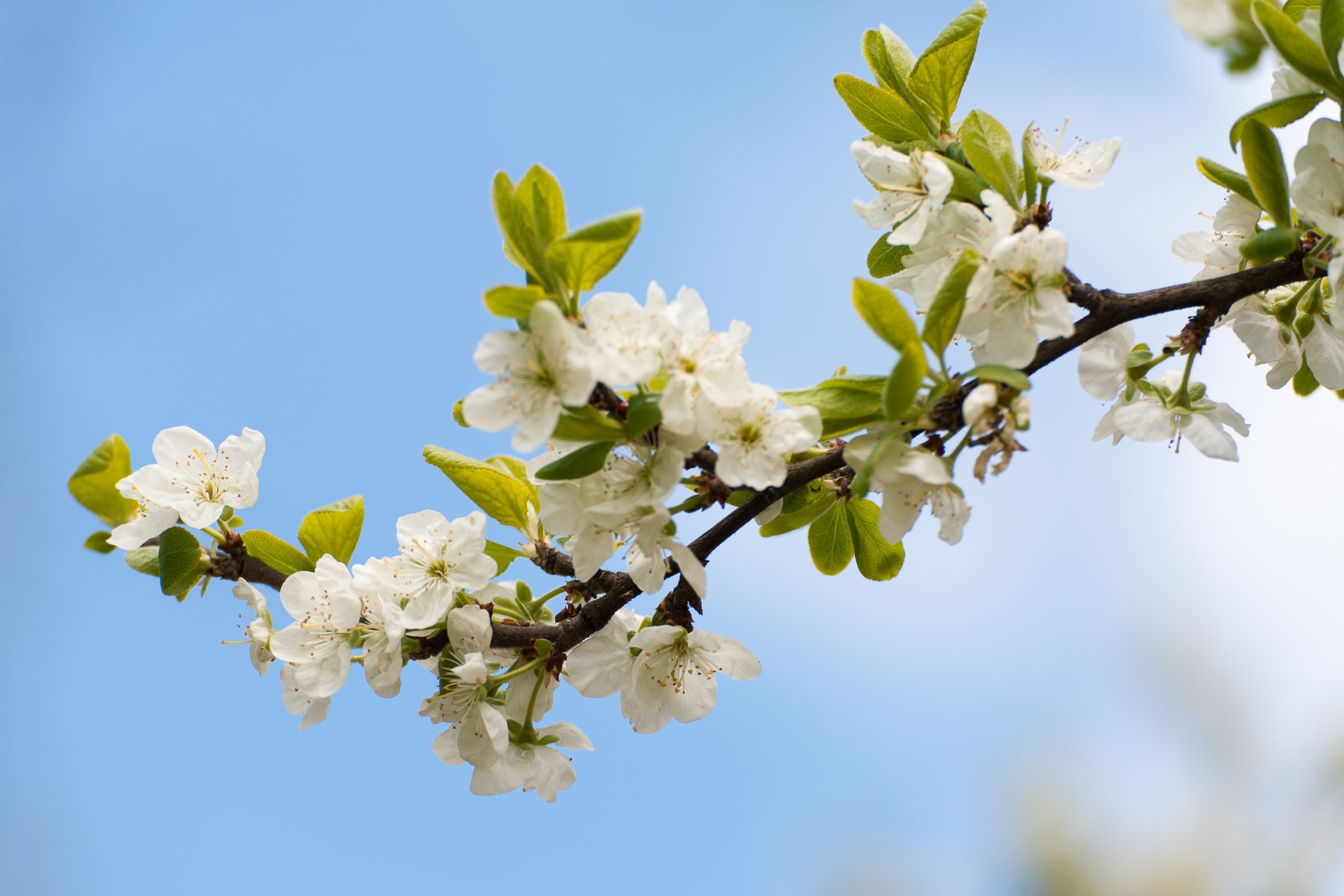 Een blauwe lucht werkt goed bij bloesem